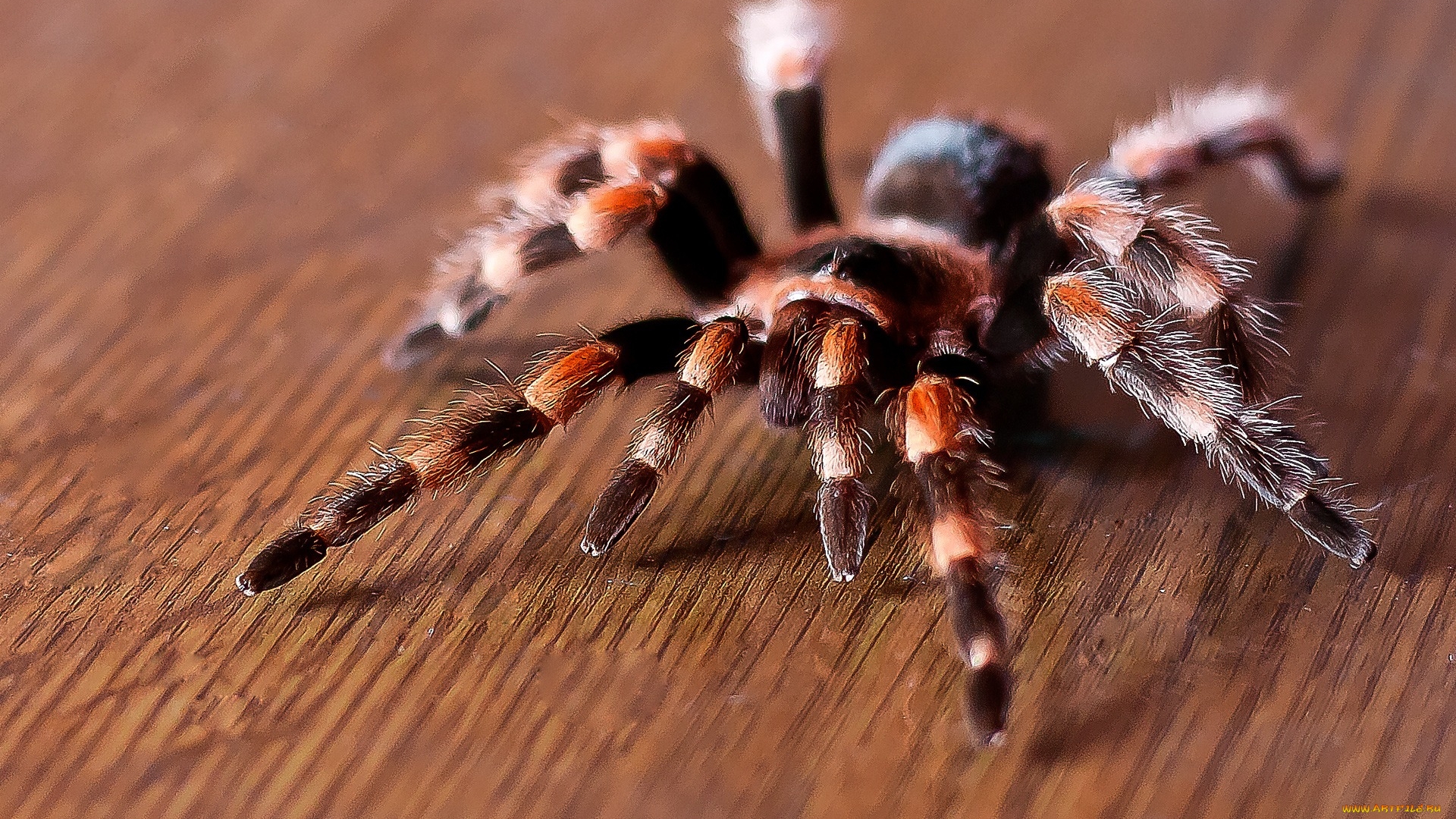 паук, птицеед, продам