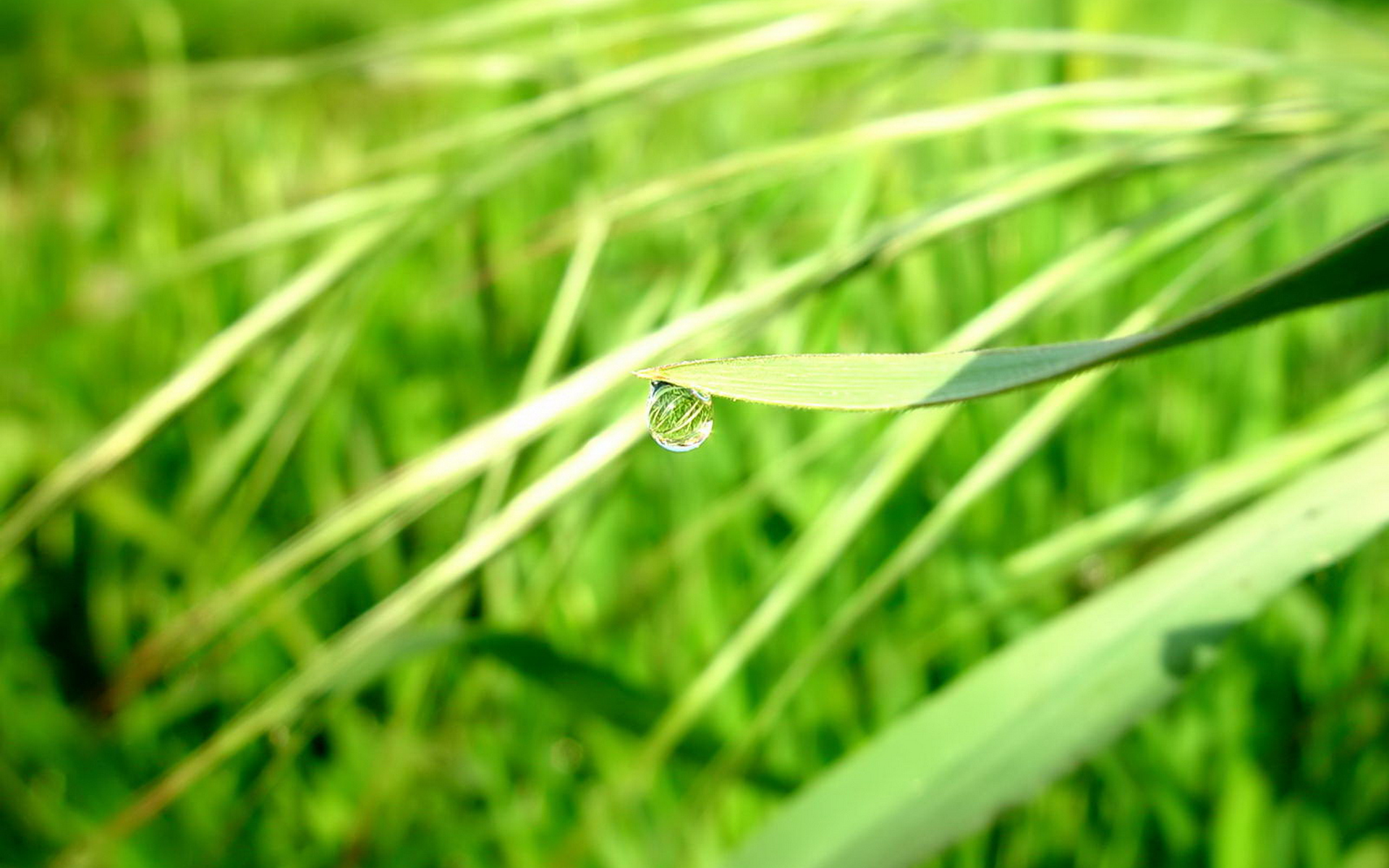 капли, gotas, njan