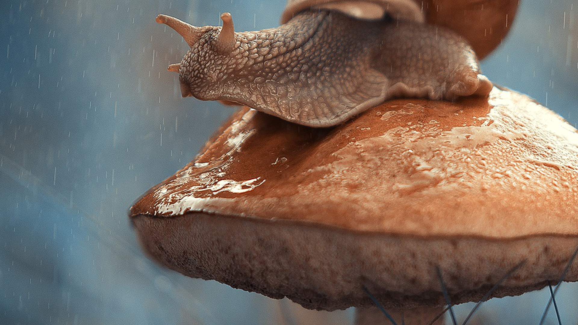 улитка, фанка, категори