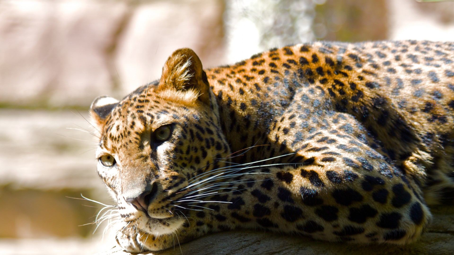 леопард, лежащий на скале в зоопарке с деревом на заднем плане