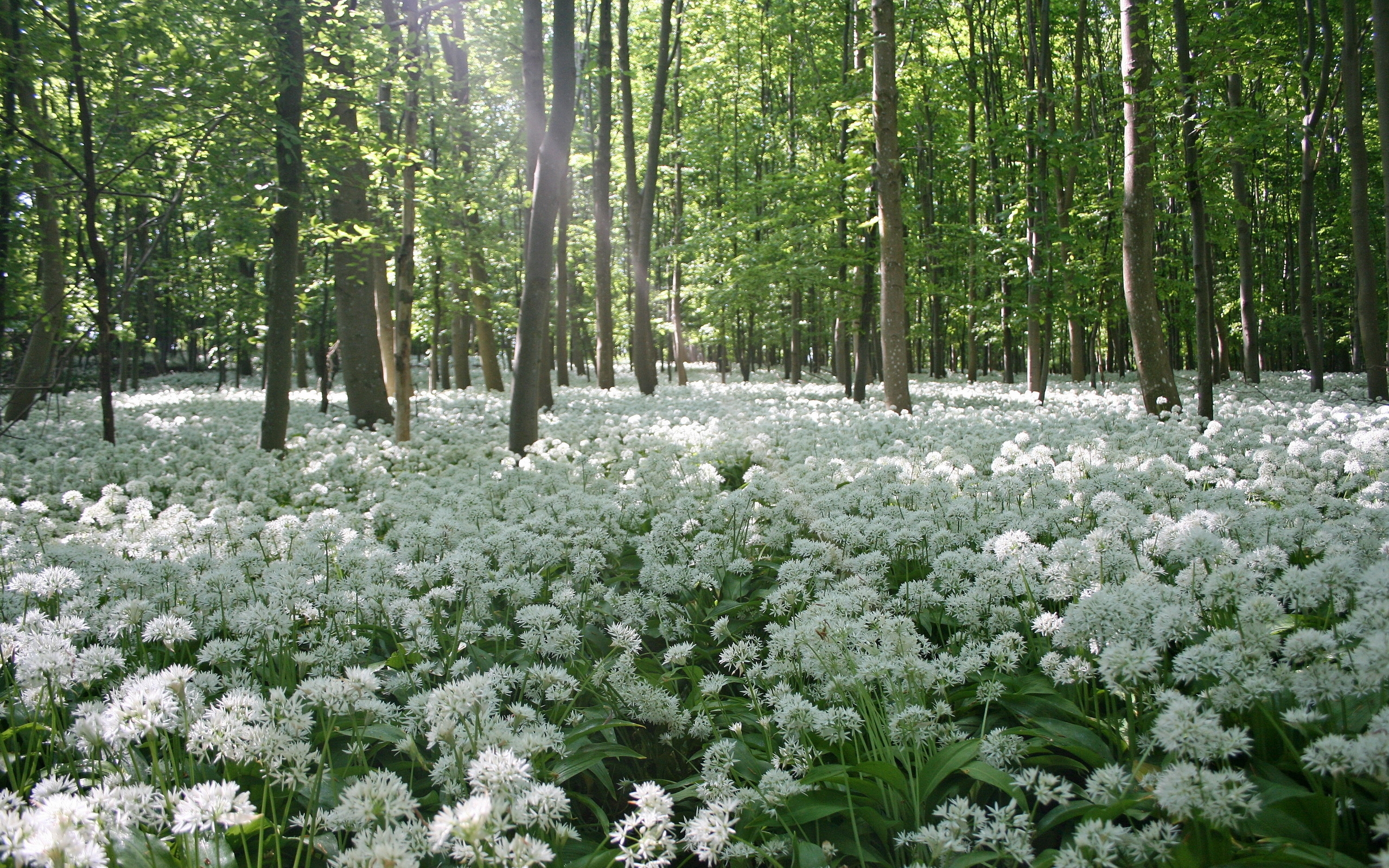 весна, круговорот