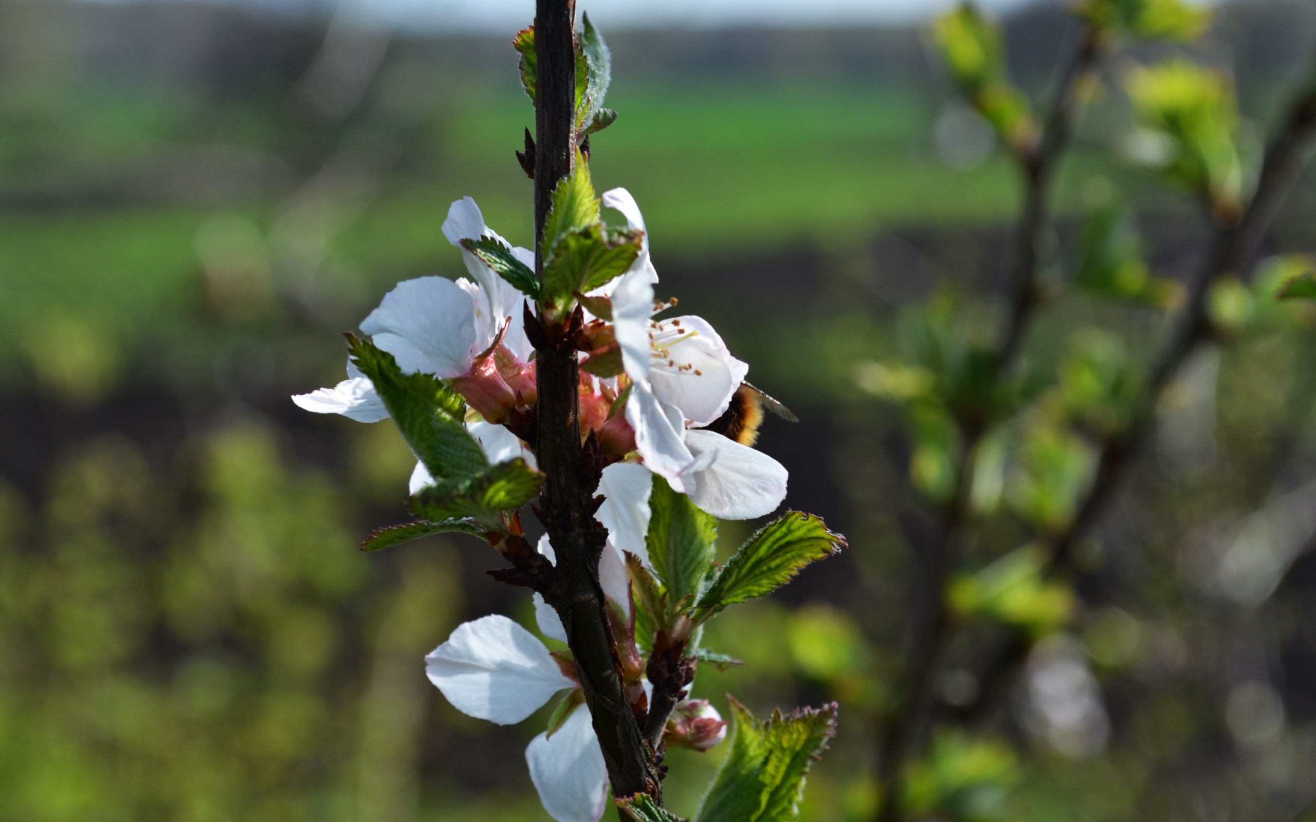 цвет, вишня, весна