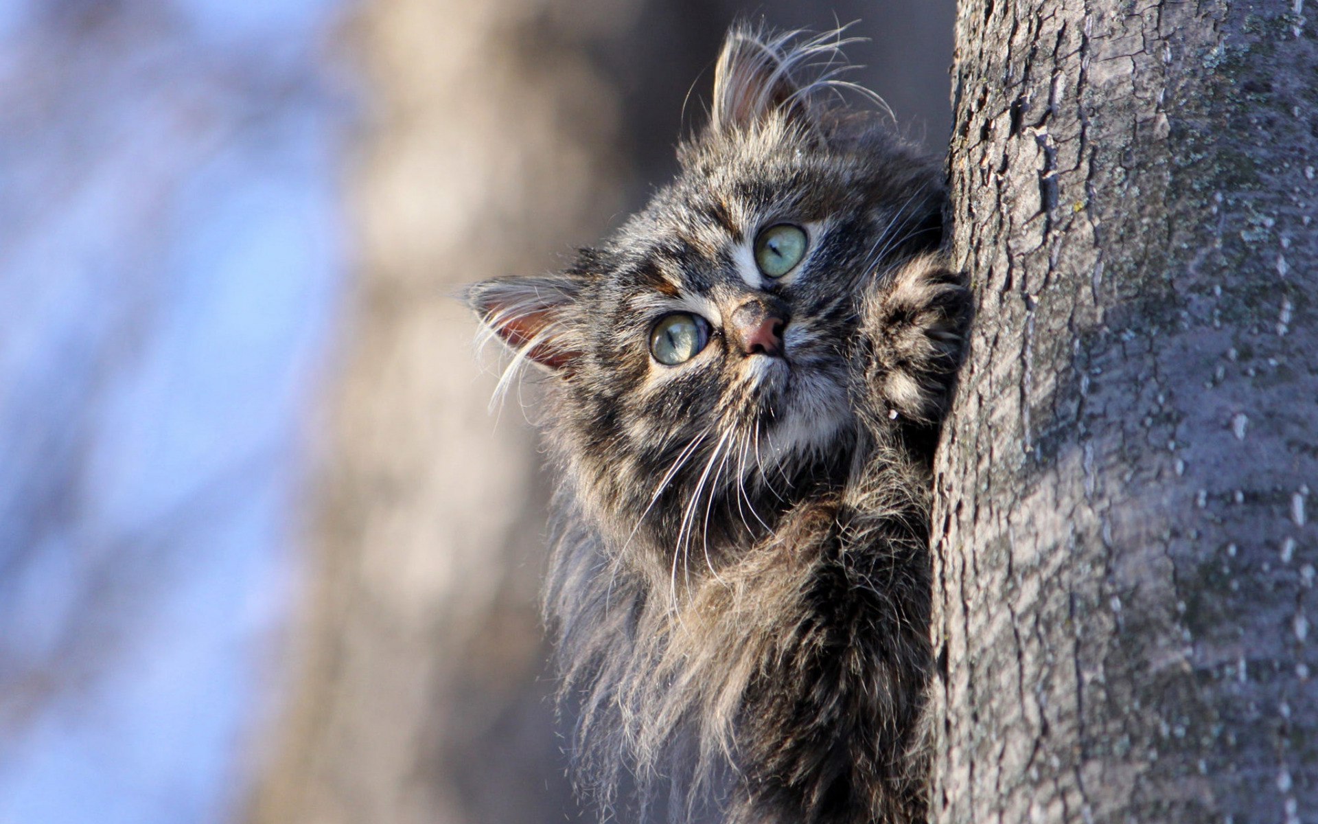 кот, дерево, взгляд