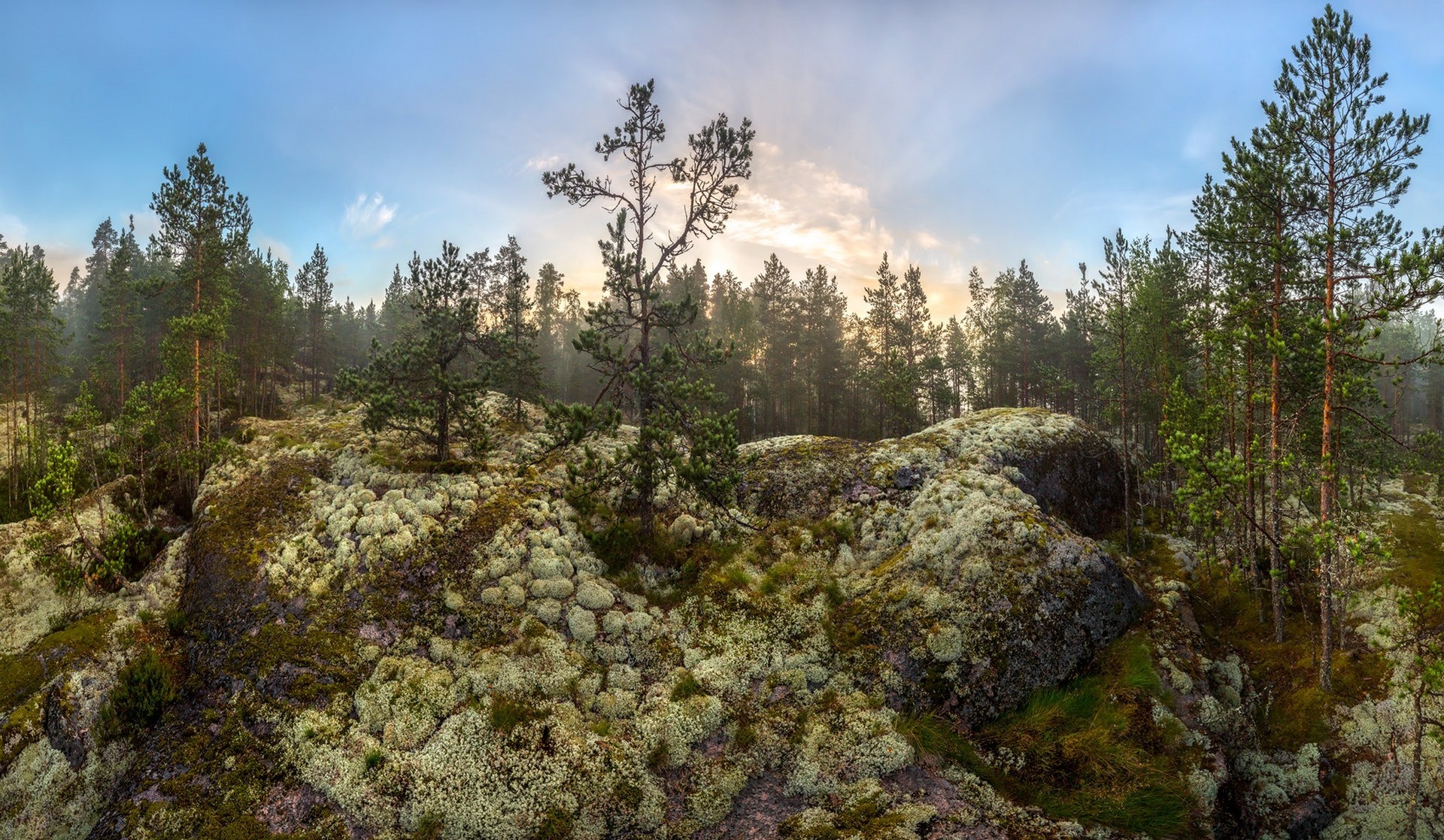 shrubland, wikipediashrubland