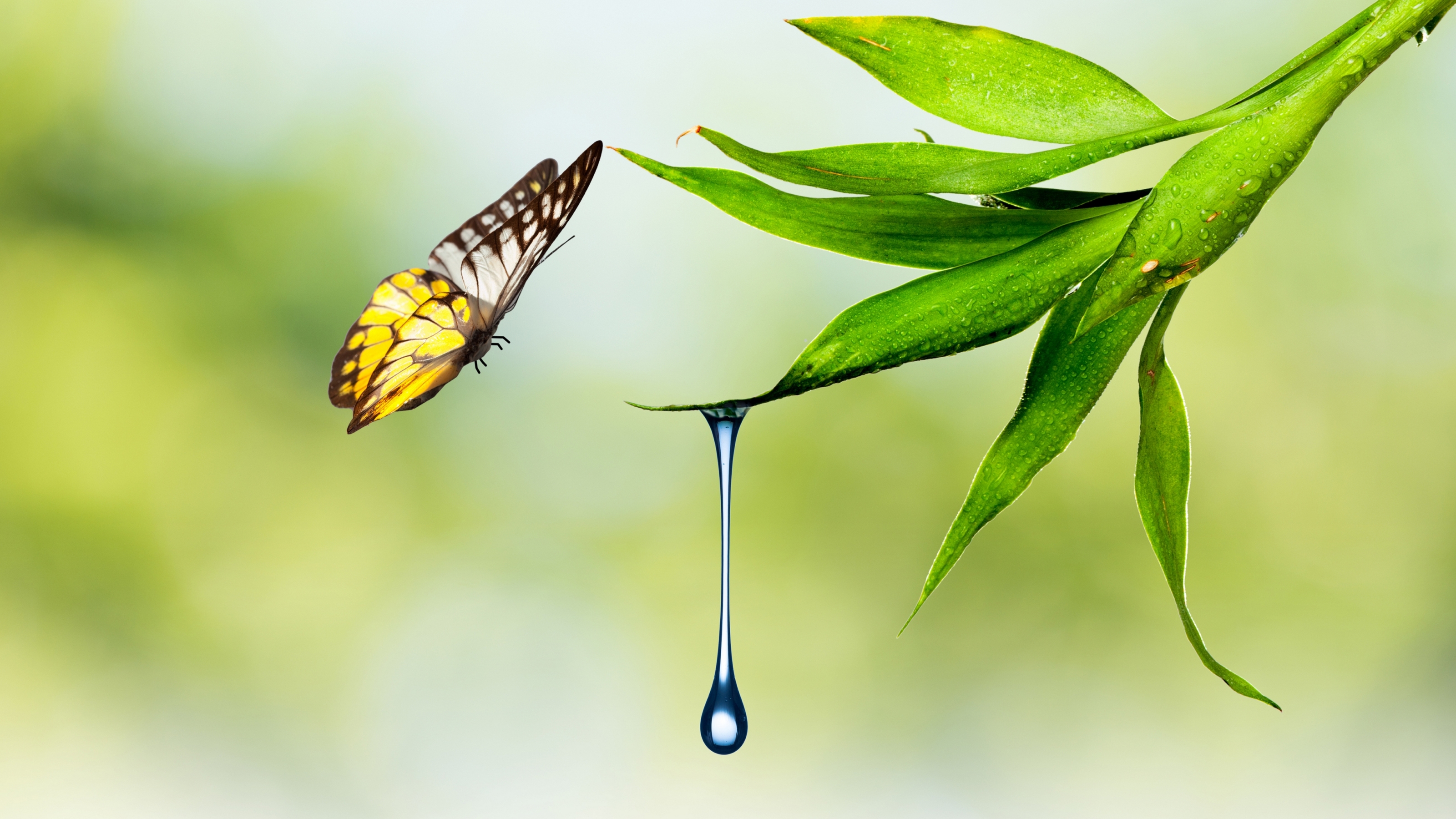 drop, water, leaf