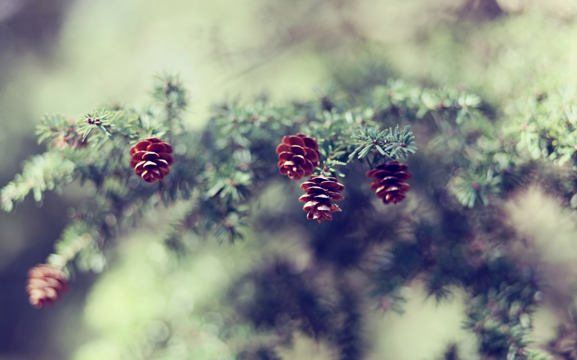 fir, branch, cone
