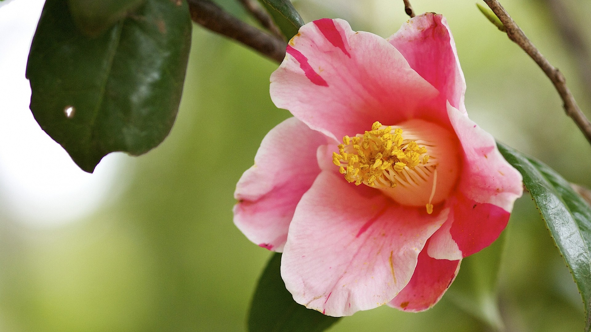 камелия, россия