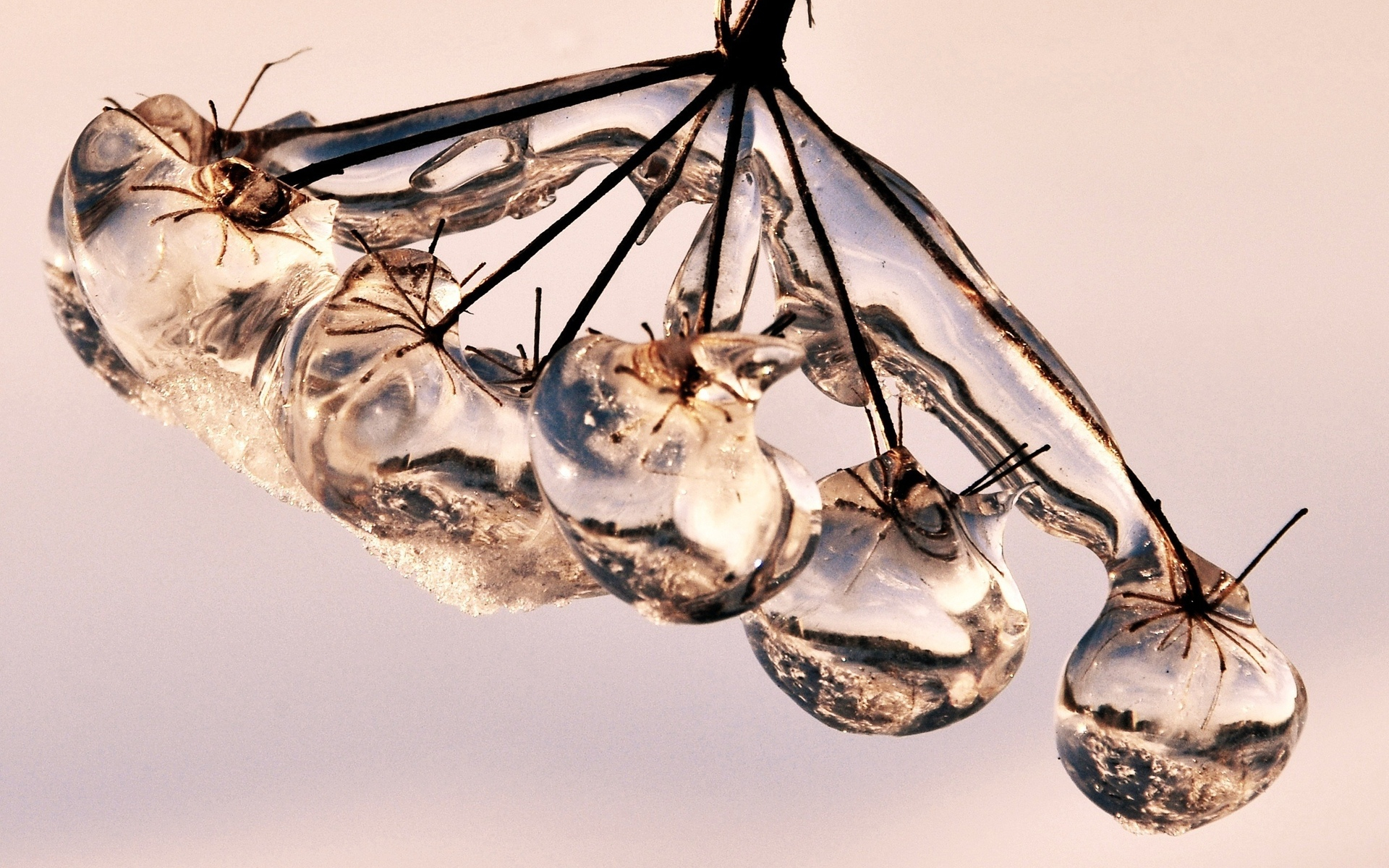 фотографии, макро, красивые