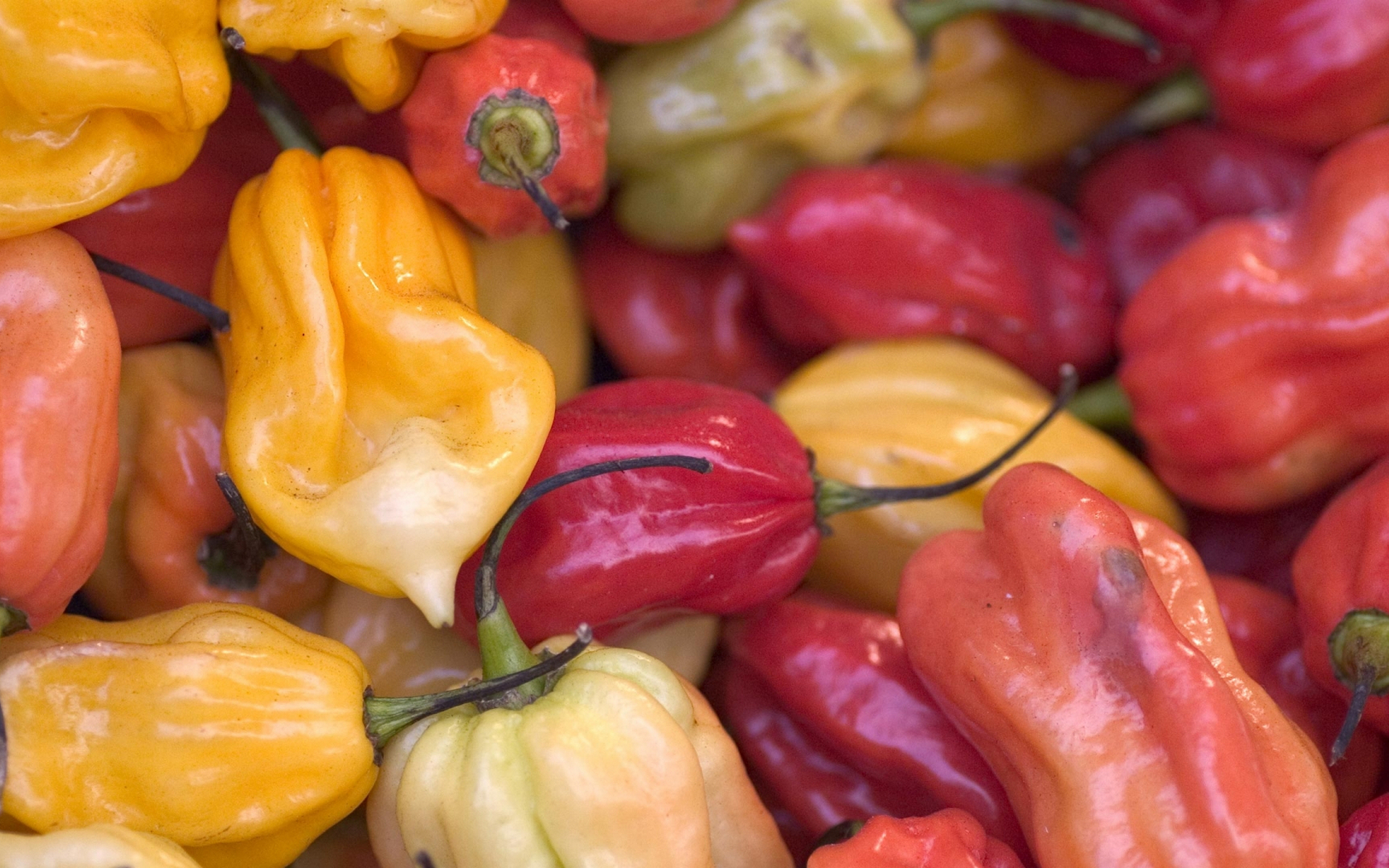 горячий, чили, порошок