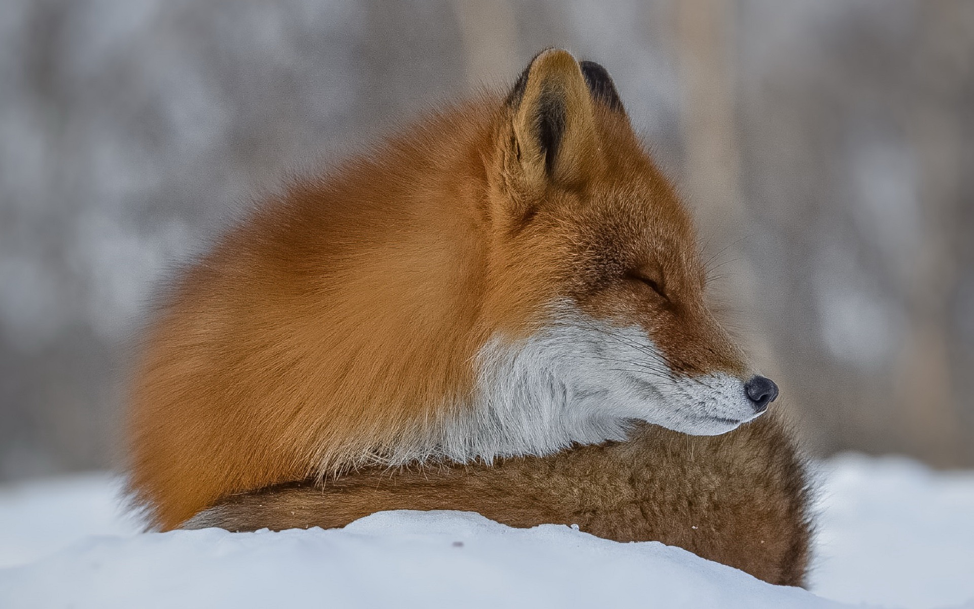 Red fox фото