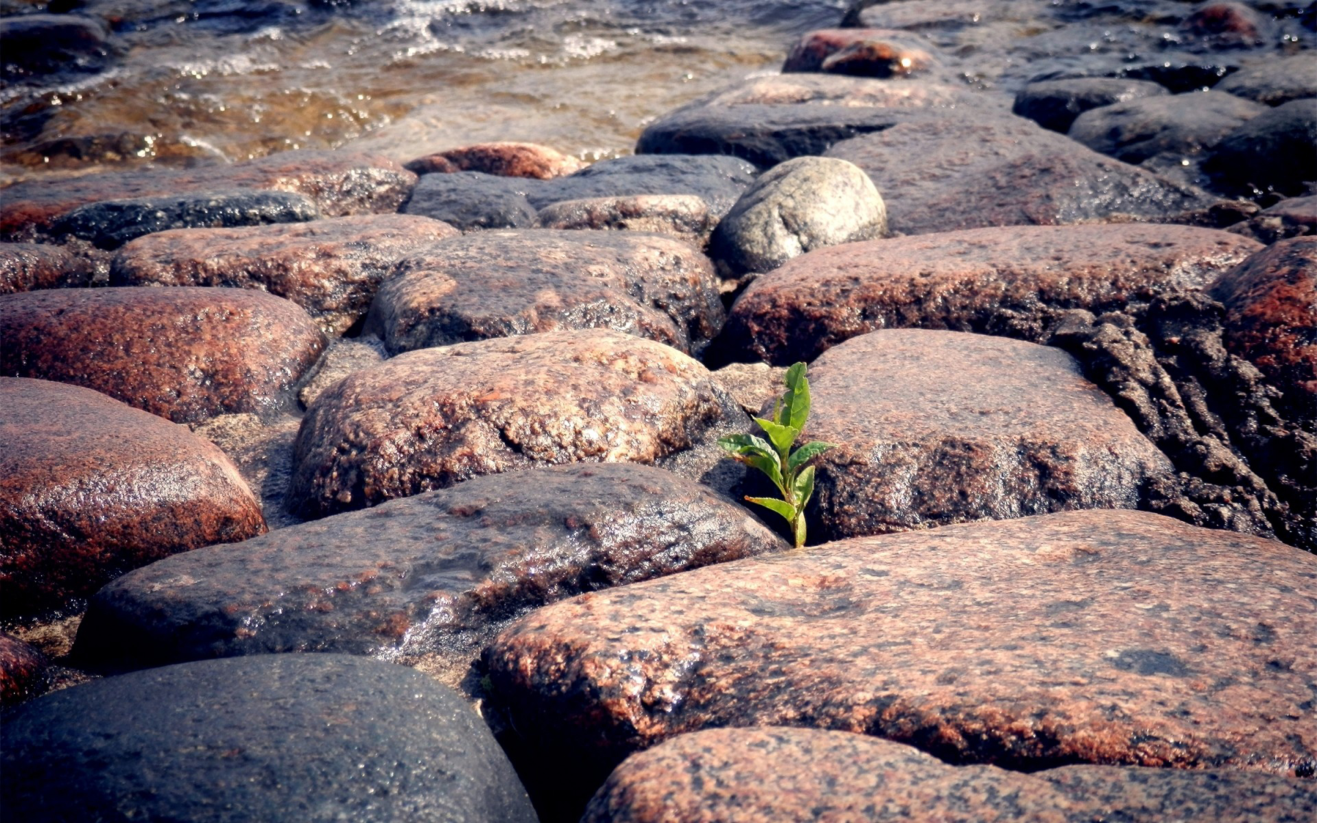 planta, pco,piedra