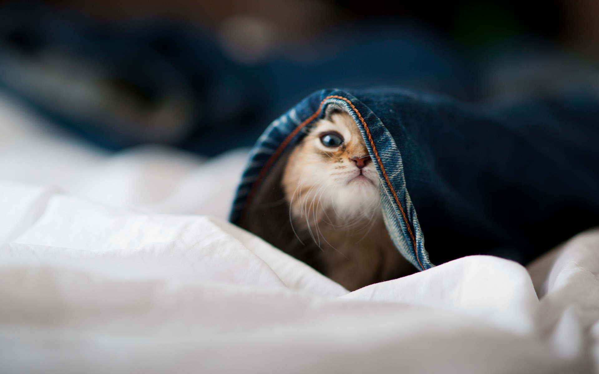 котенок, котенка, выглядывает