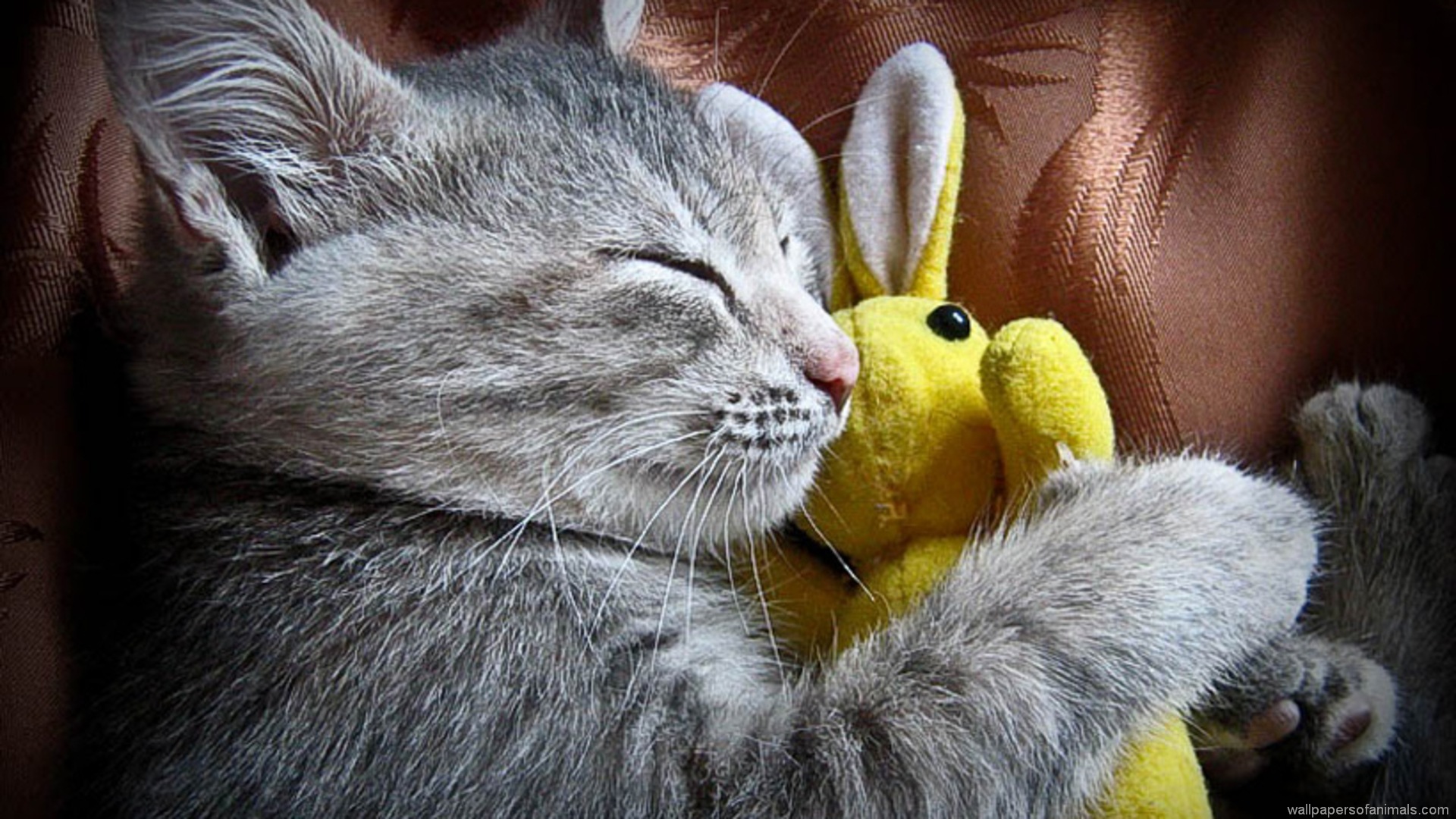 тюлень, кот, спать