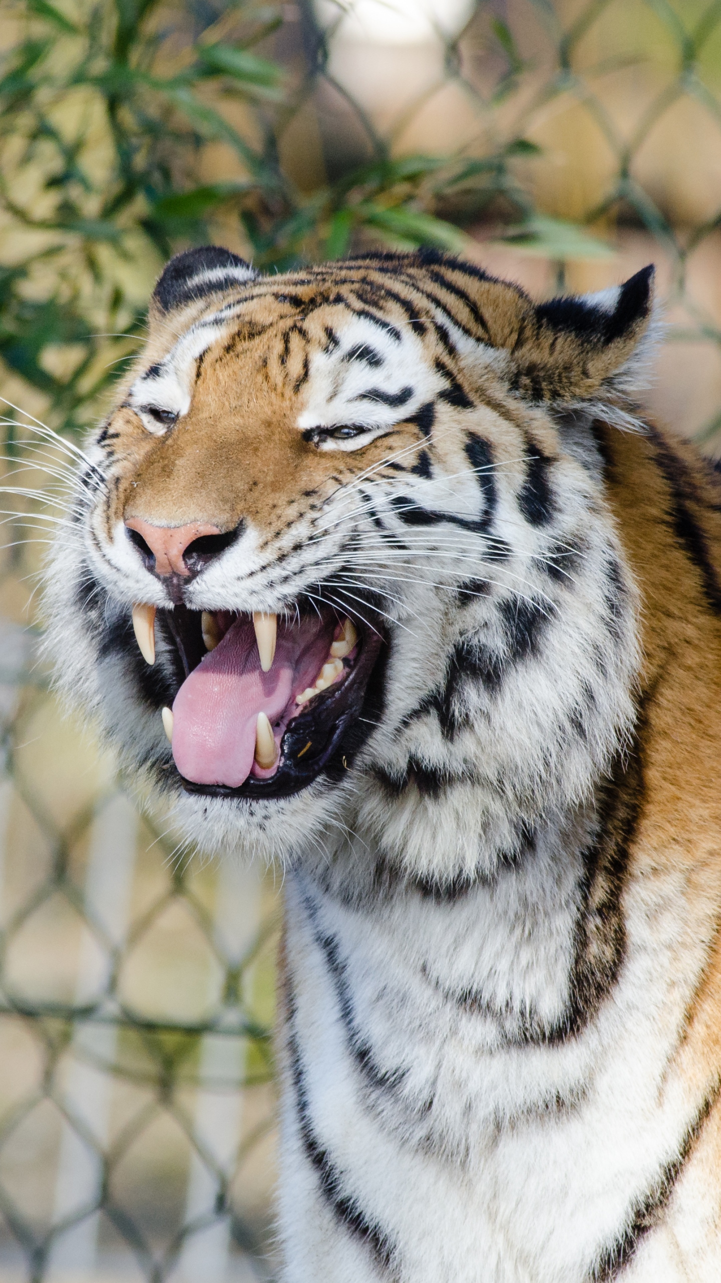 tigris