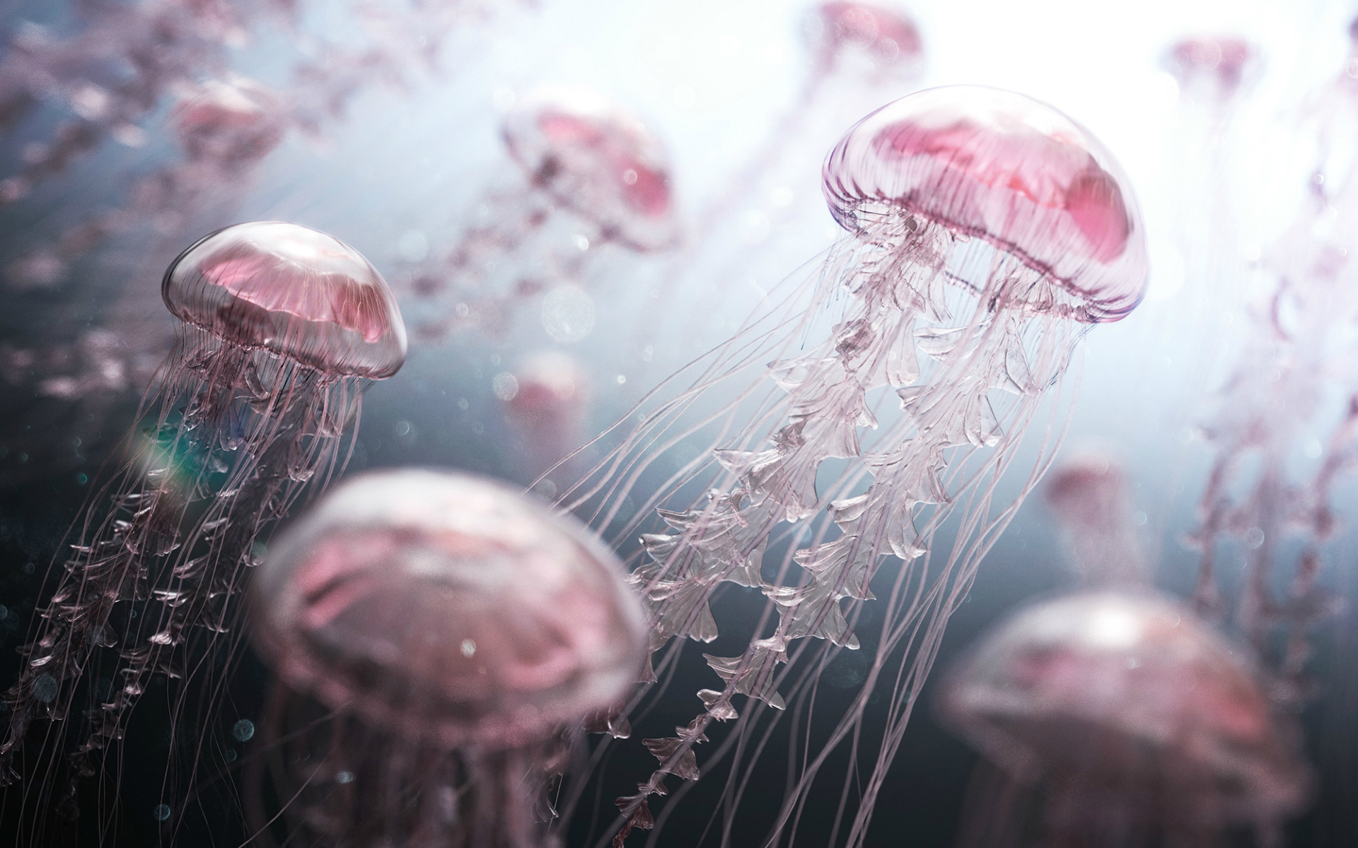 digital, artwork, jellyfish