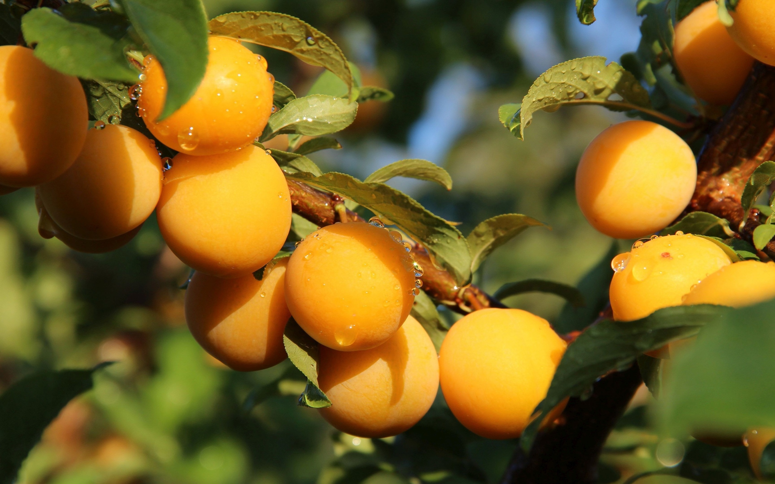 абрикос, сверху, изображения