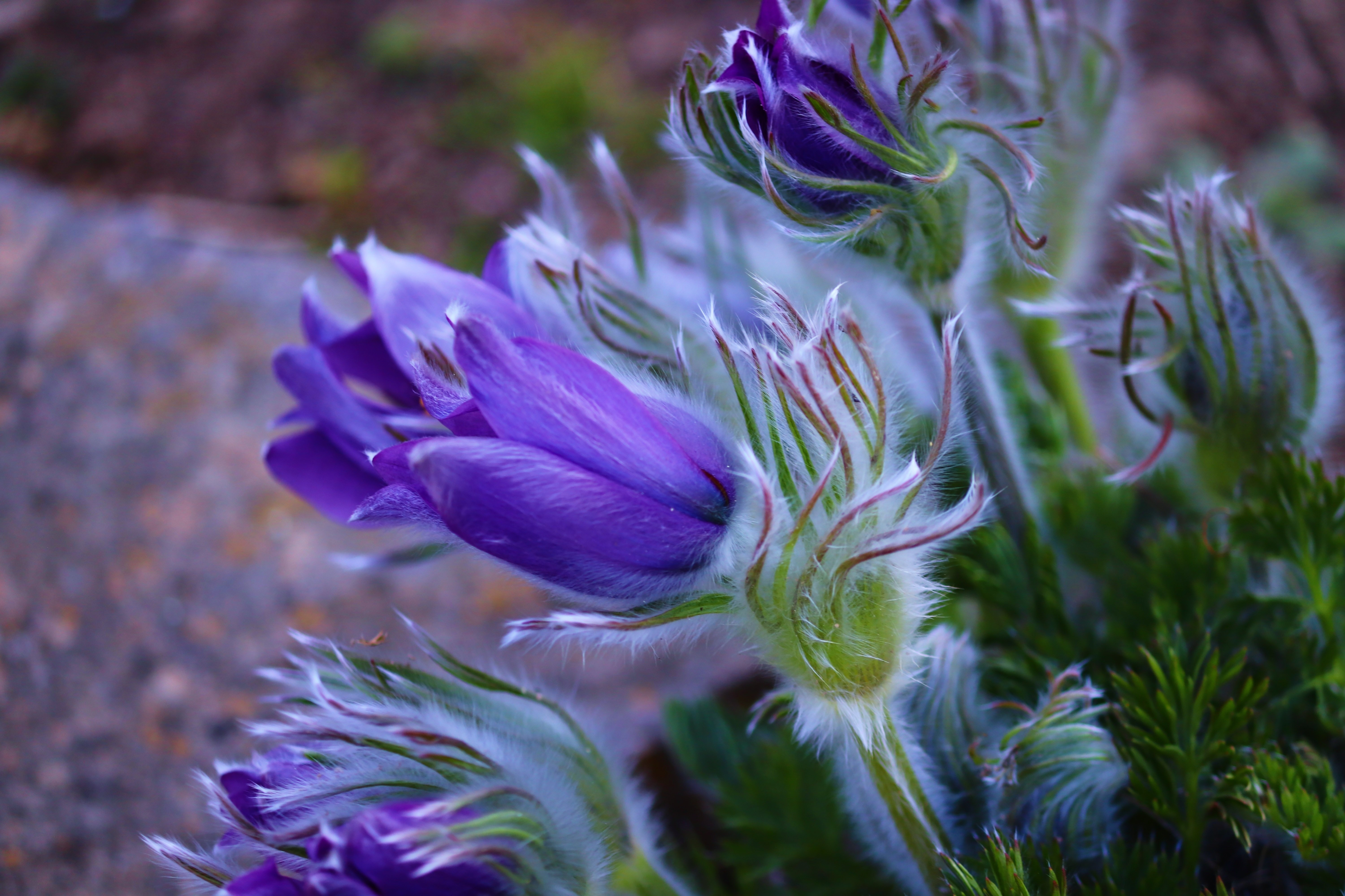 Цветы во сне. Pulsatilla vulgaris blaue Glocke. Прострел раскрытый. Софит прострел. Сон трава.