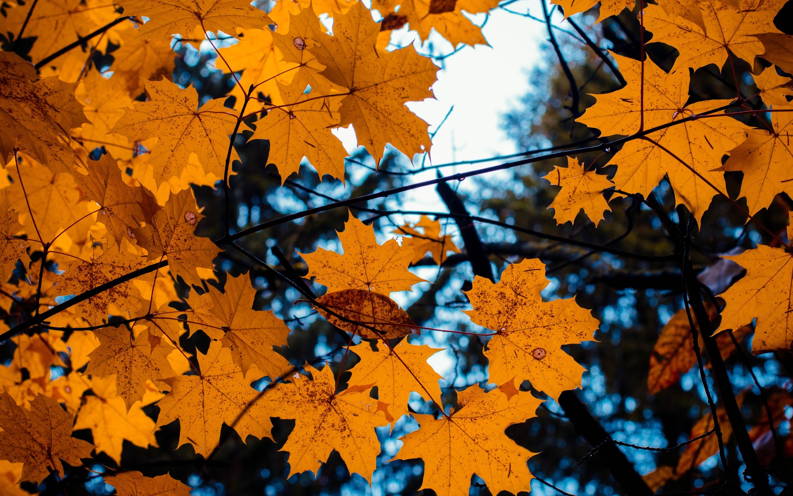 Лис осень