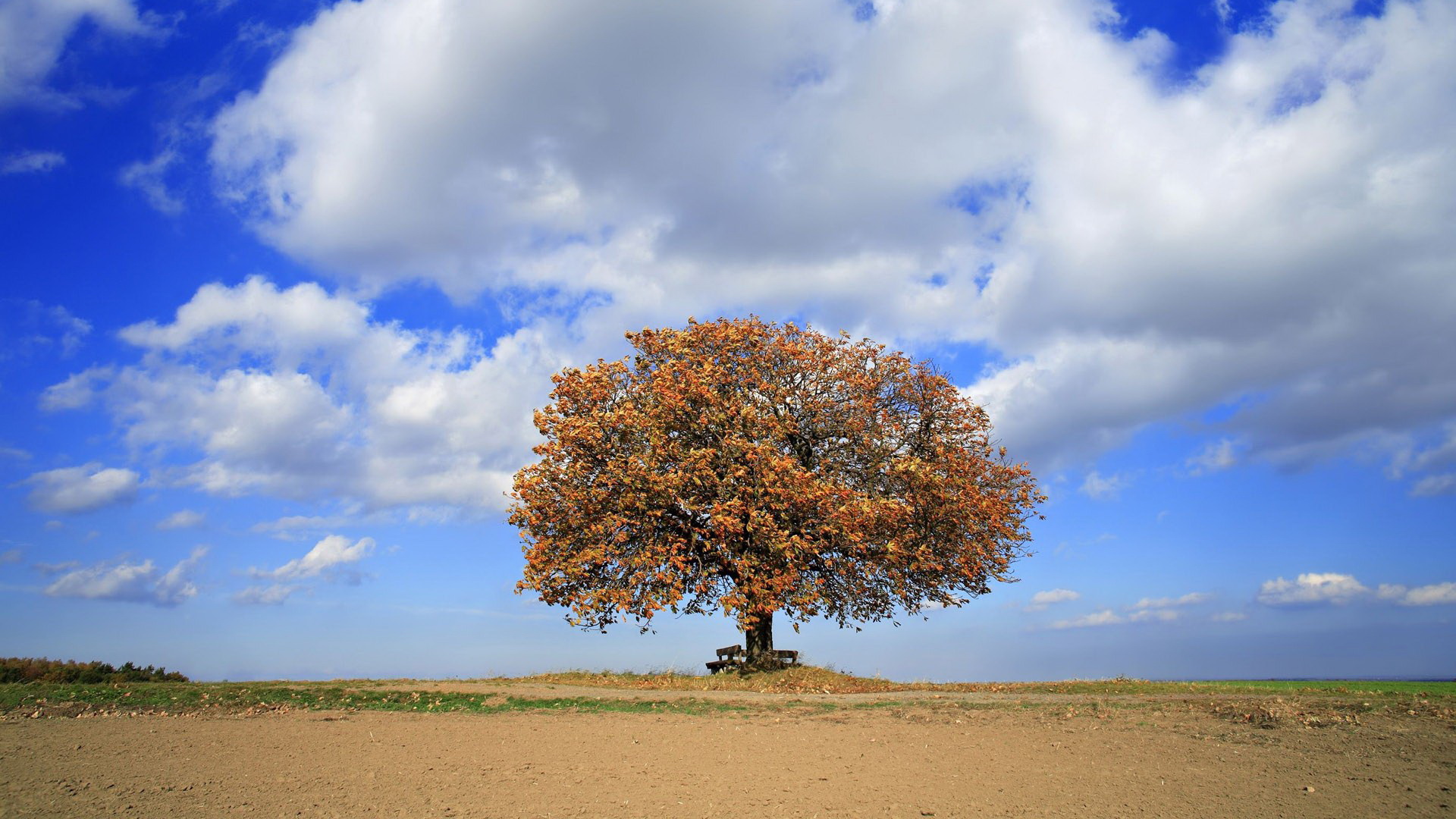 цвет, библия