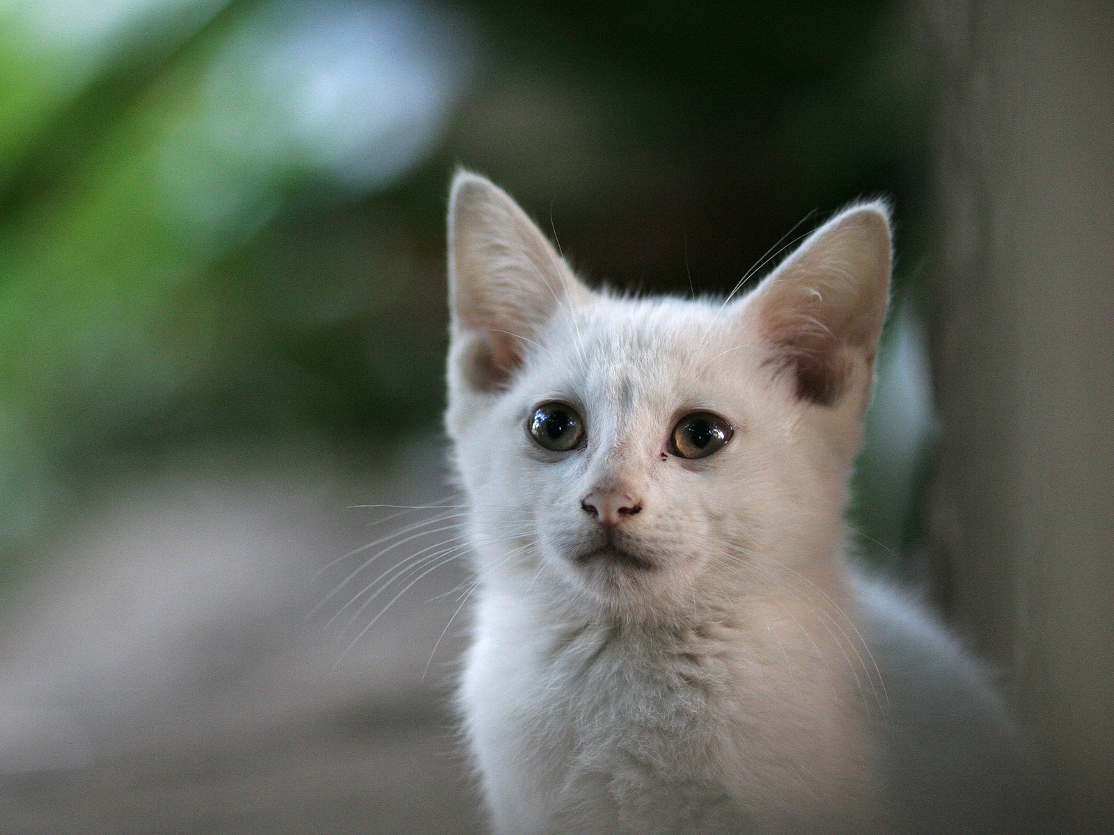 коу, коу-тенок, белый