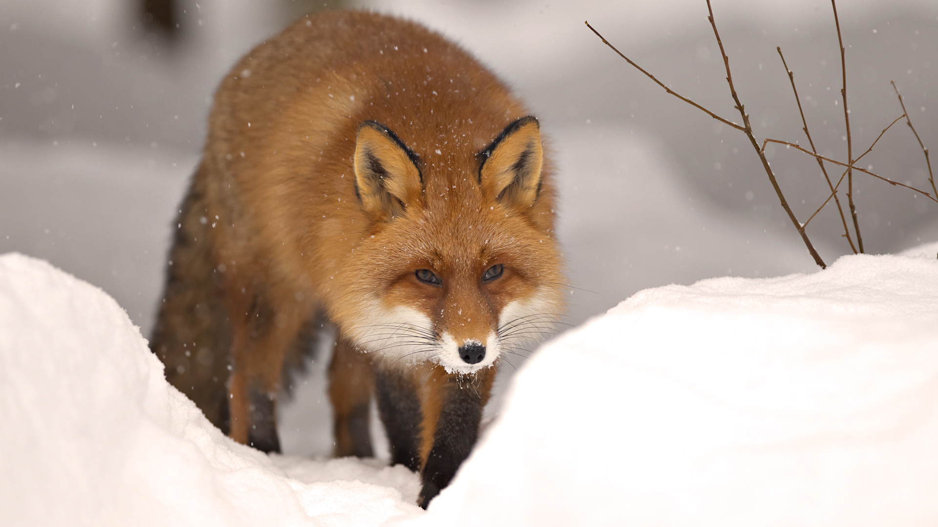 природа животные лиса снег зима nature animals Fox snow winter скачать