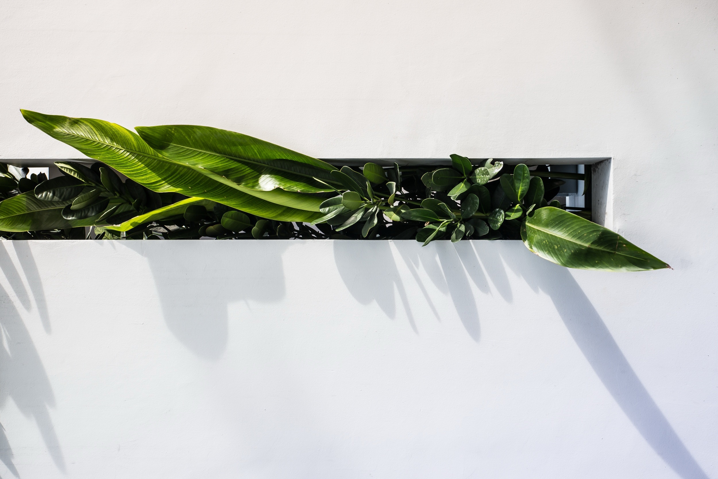 есть растение, растущее в подоконнике на стене