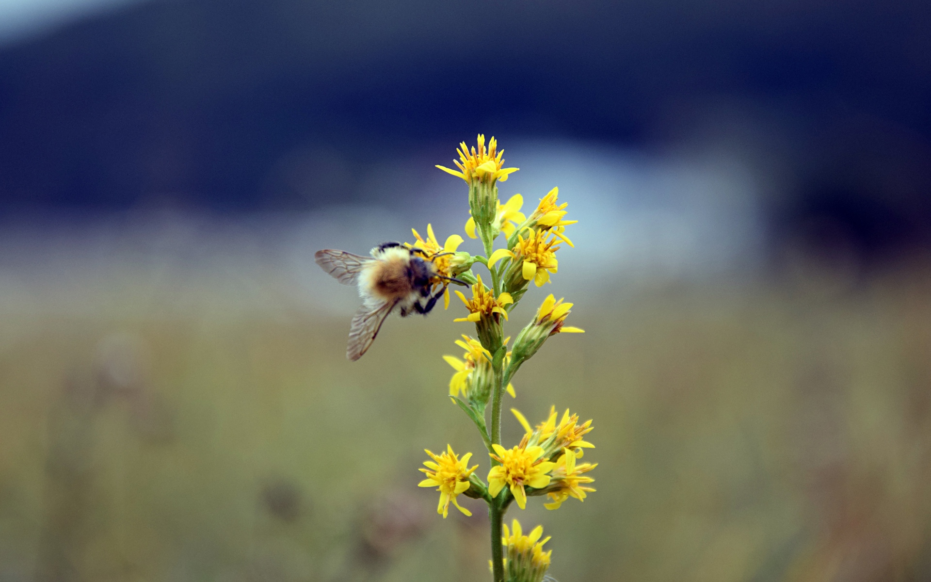 бамблбек, десктоп