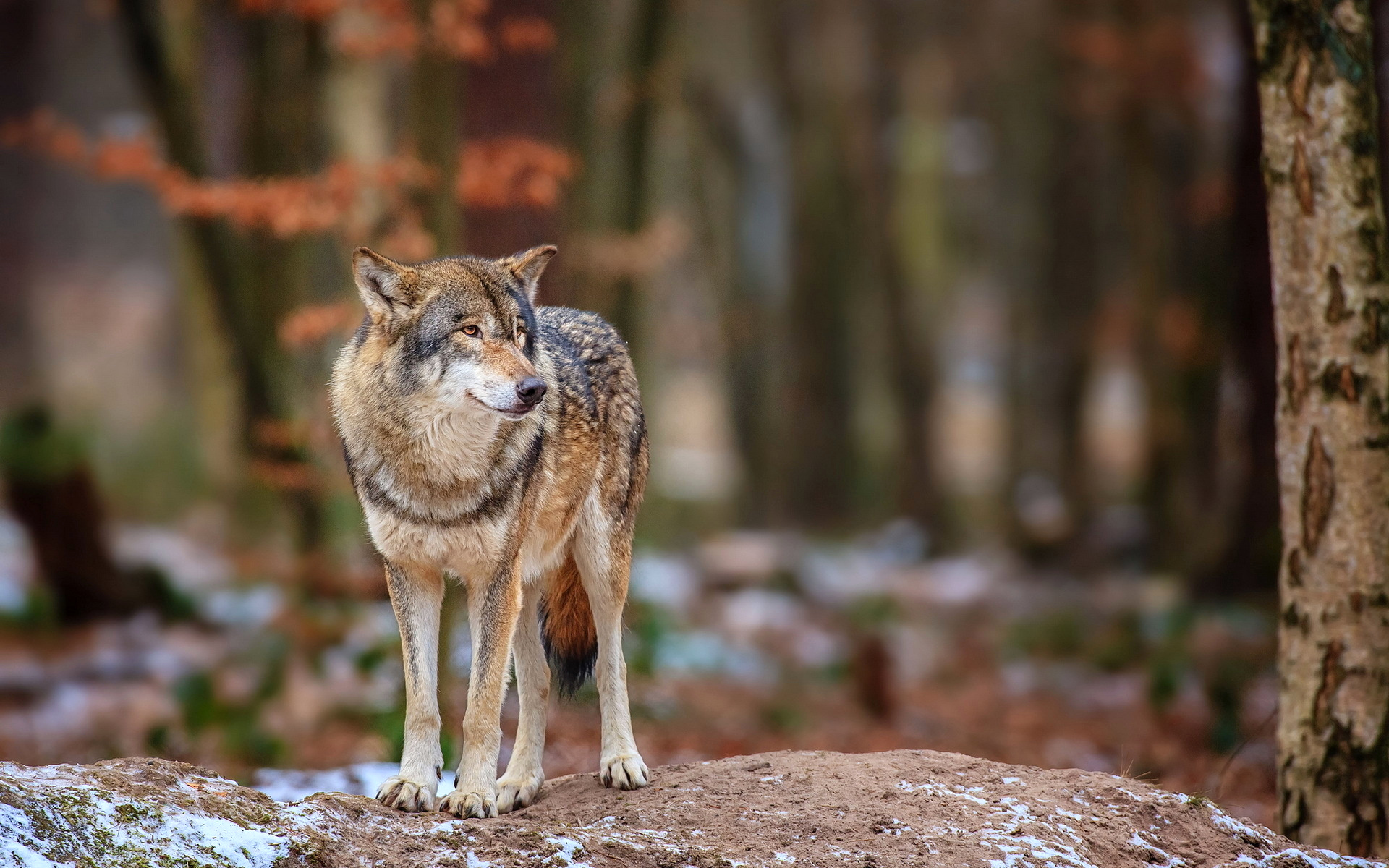 природа животное морда волк бесплатно