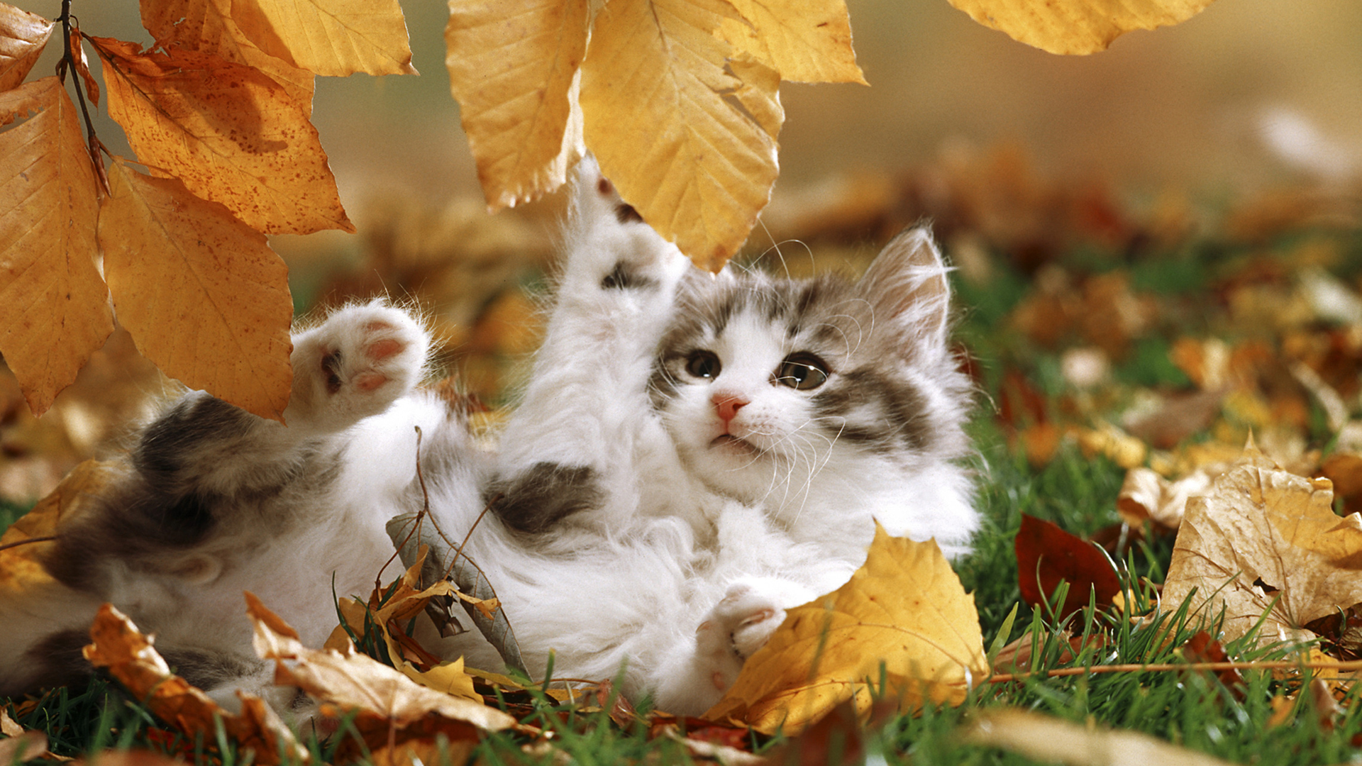 котенок, кот, осень