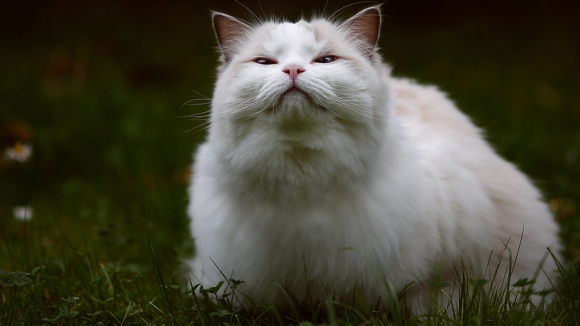 кошка, белый, рэгдолл