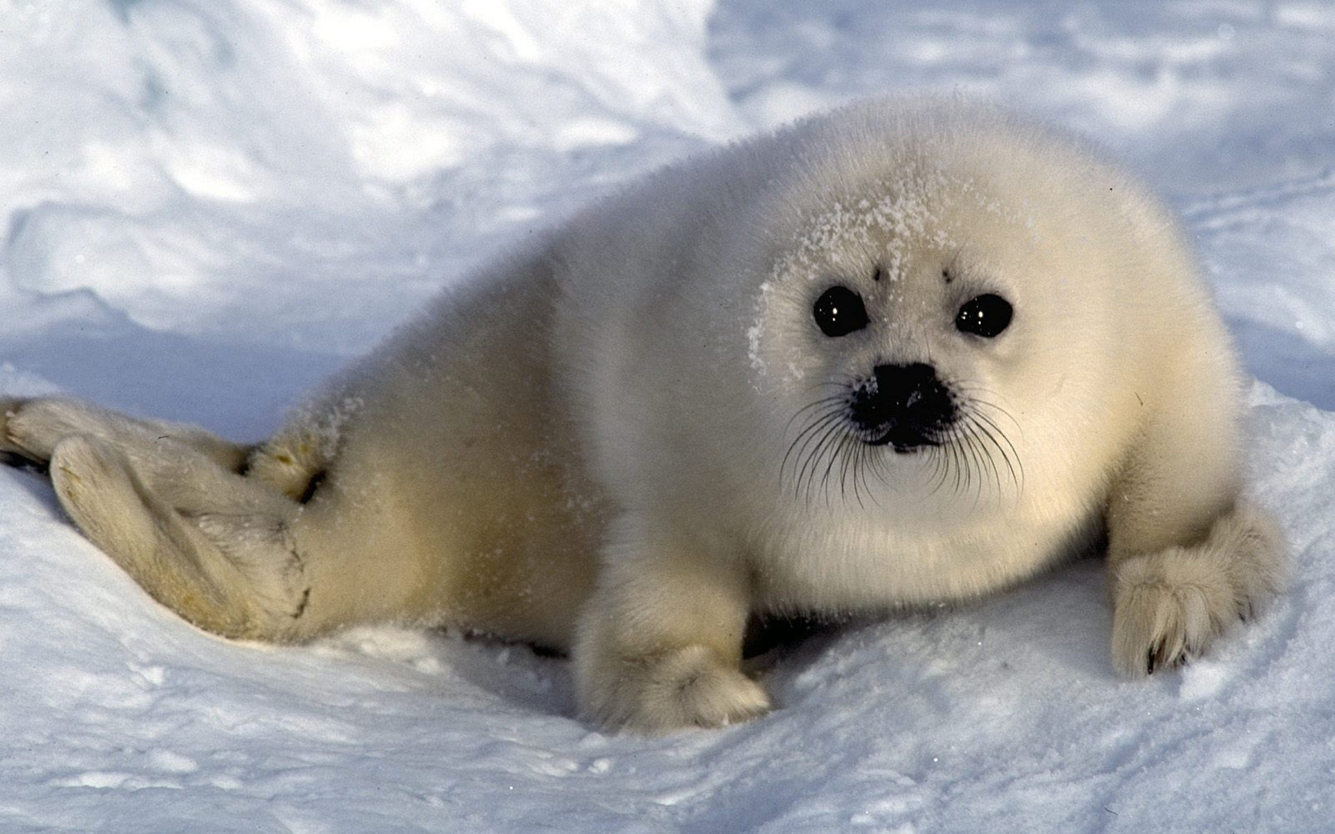 Тюлень в тундре. Белёк детеныш нерпы. Нерпа в Арктике. Гренландский тюлень белое море. Байкальская Нерпа детеныш.