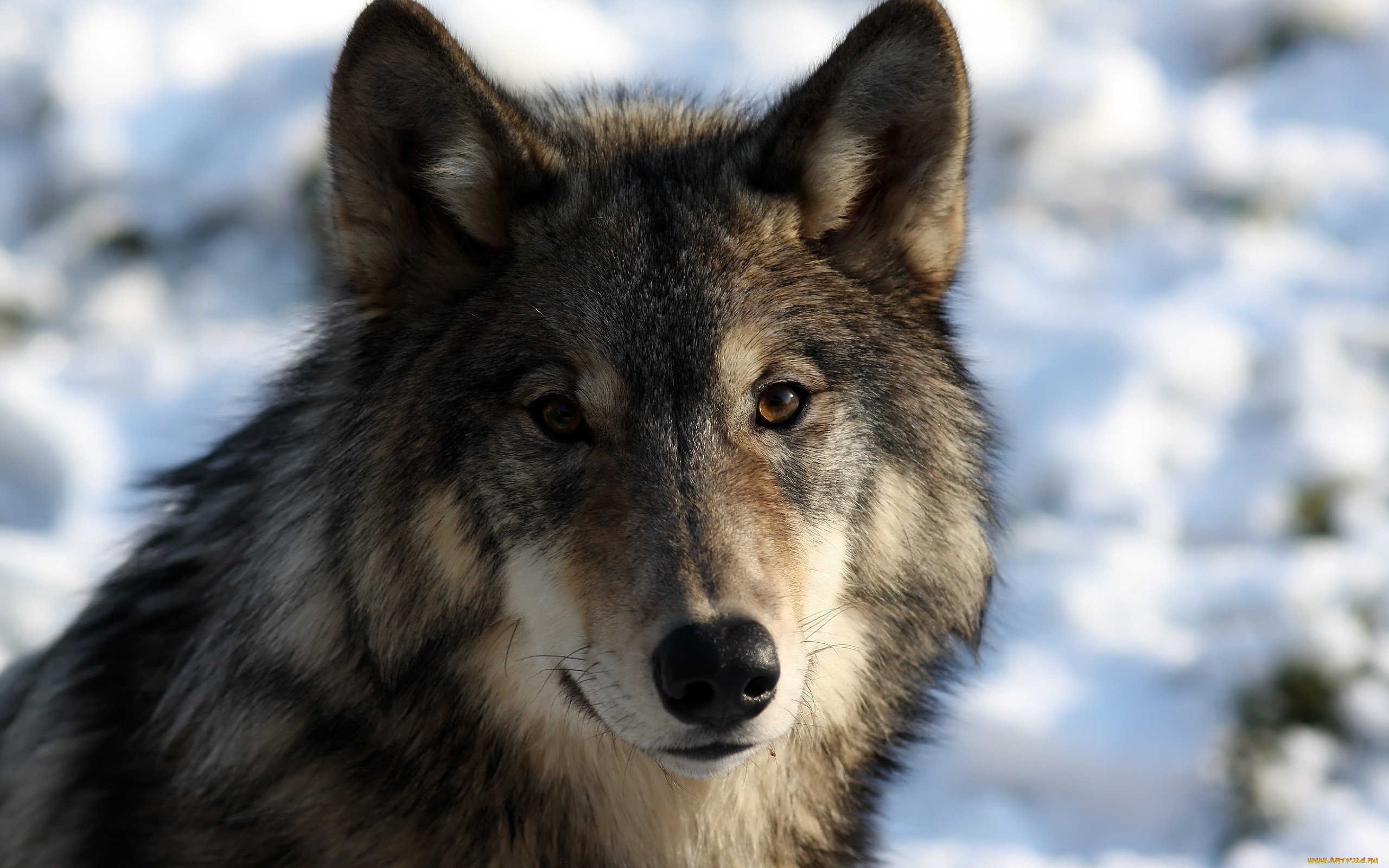 волки, хищник, волк