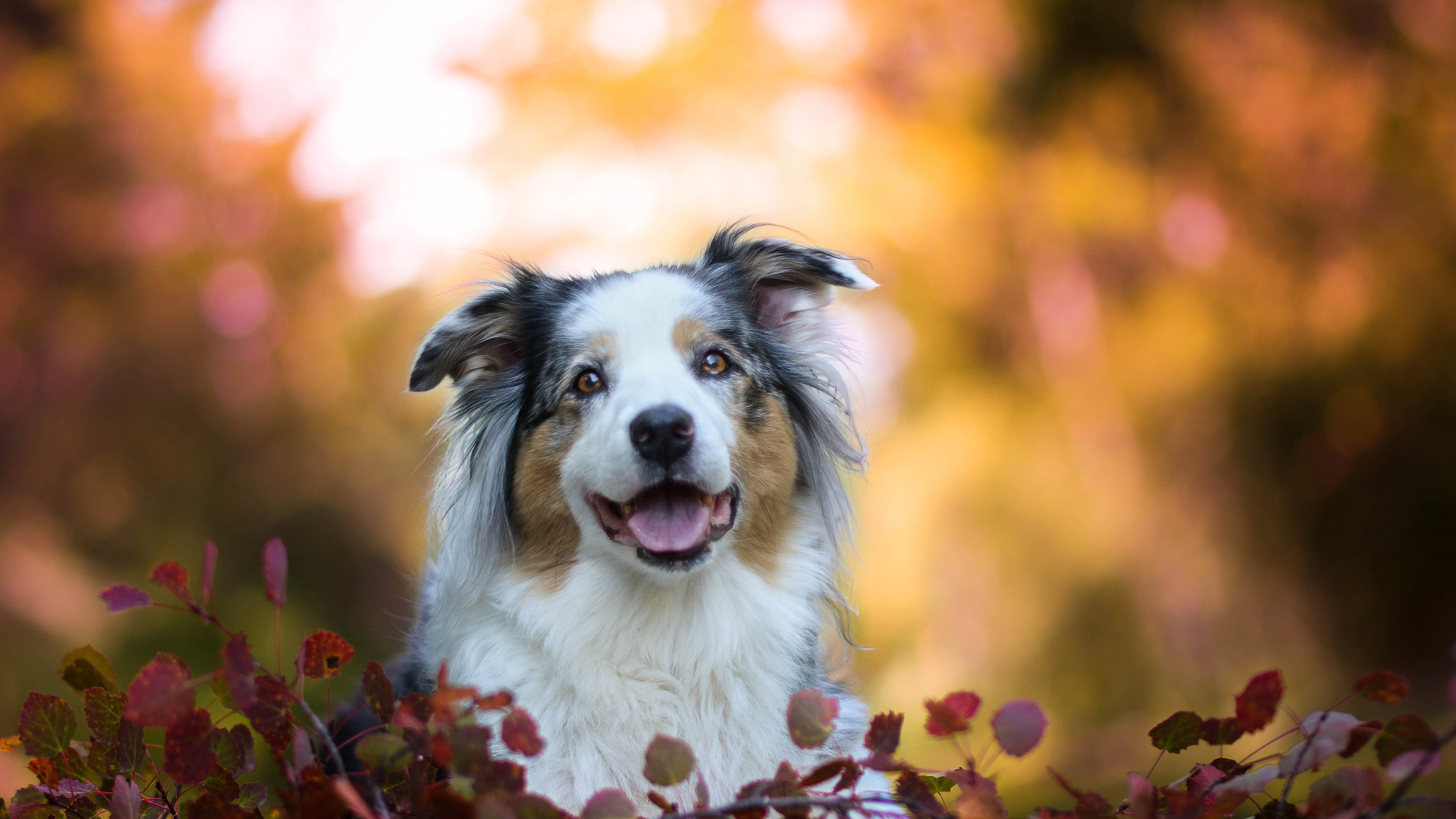 австралиец, овчарка