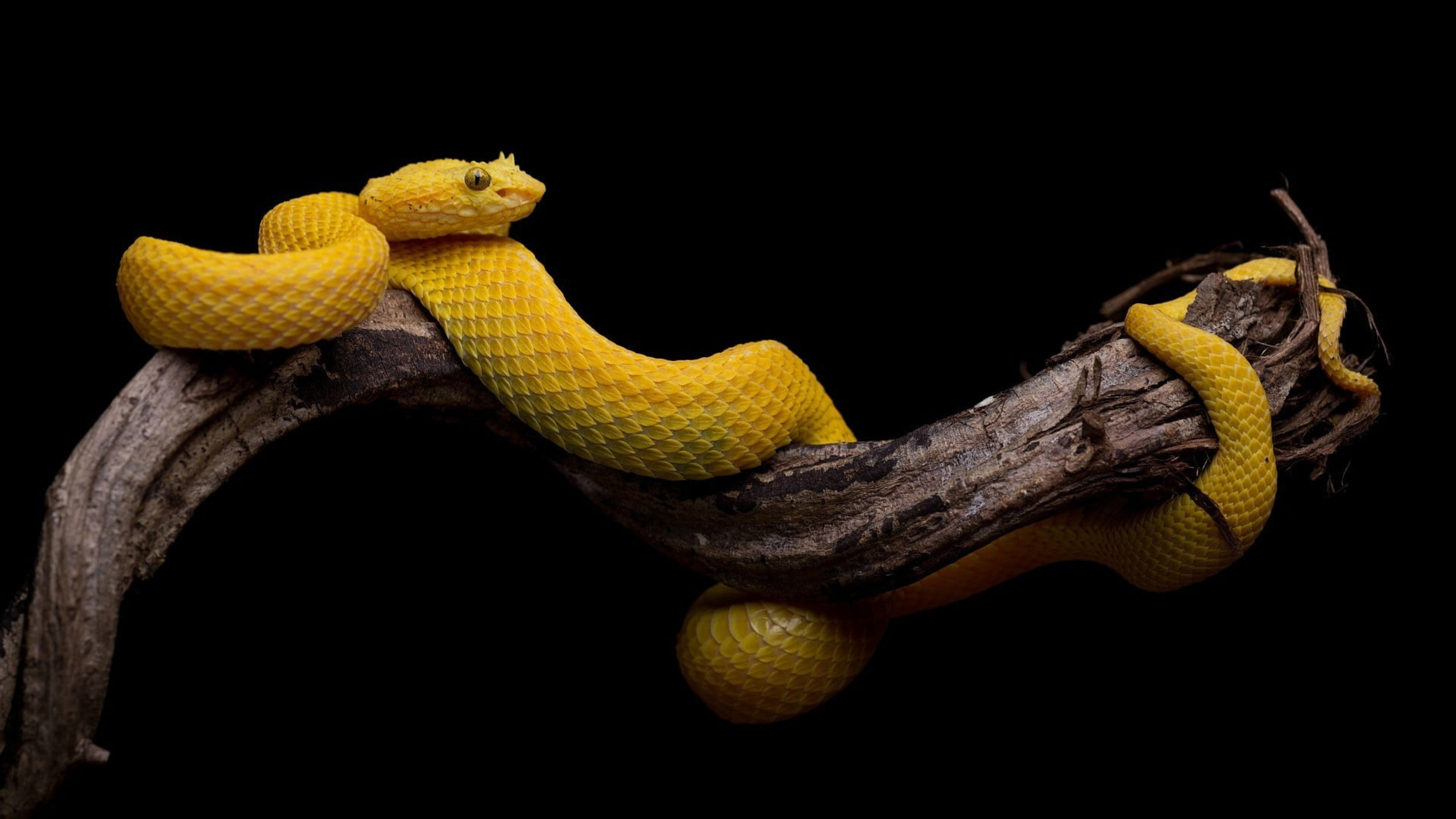 Желтая Мамба Змея
