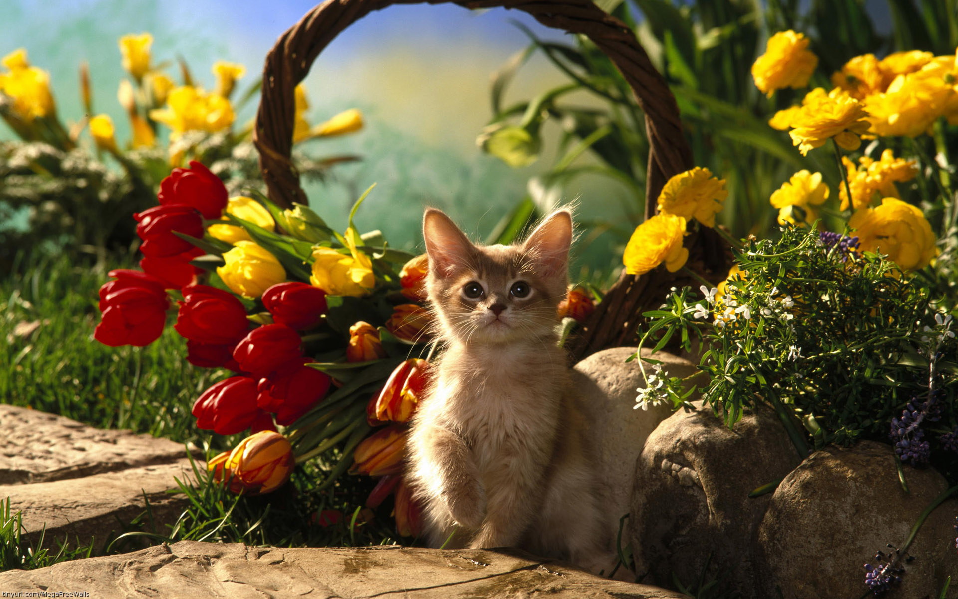кот котенок природа цветы трава животное загрузить