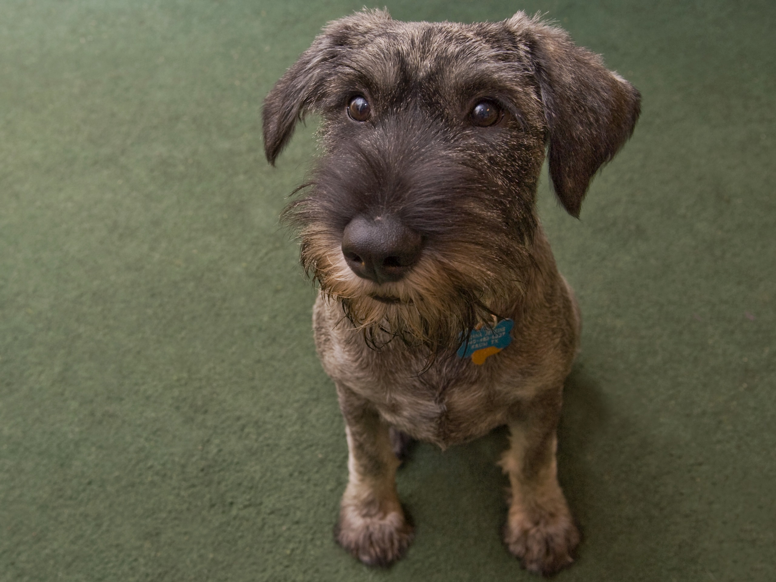 полукровка, собака, добрая