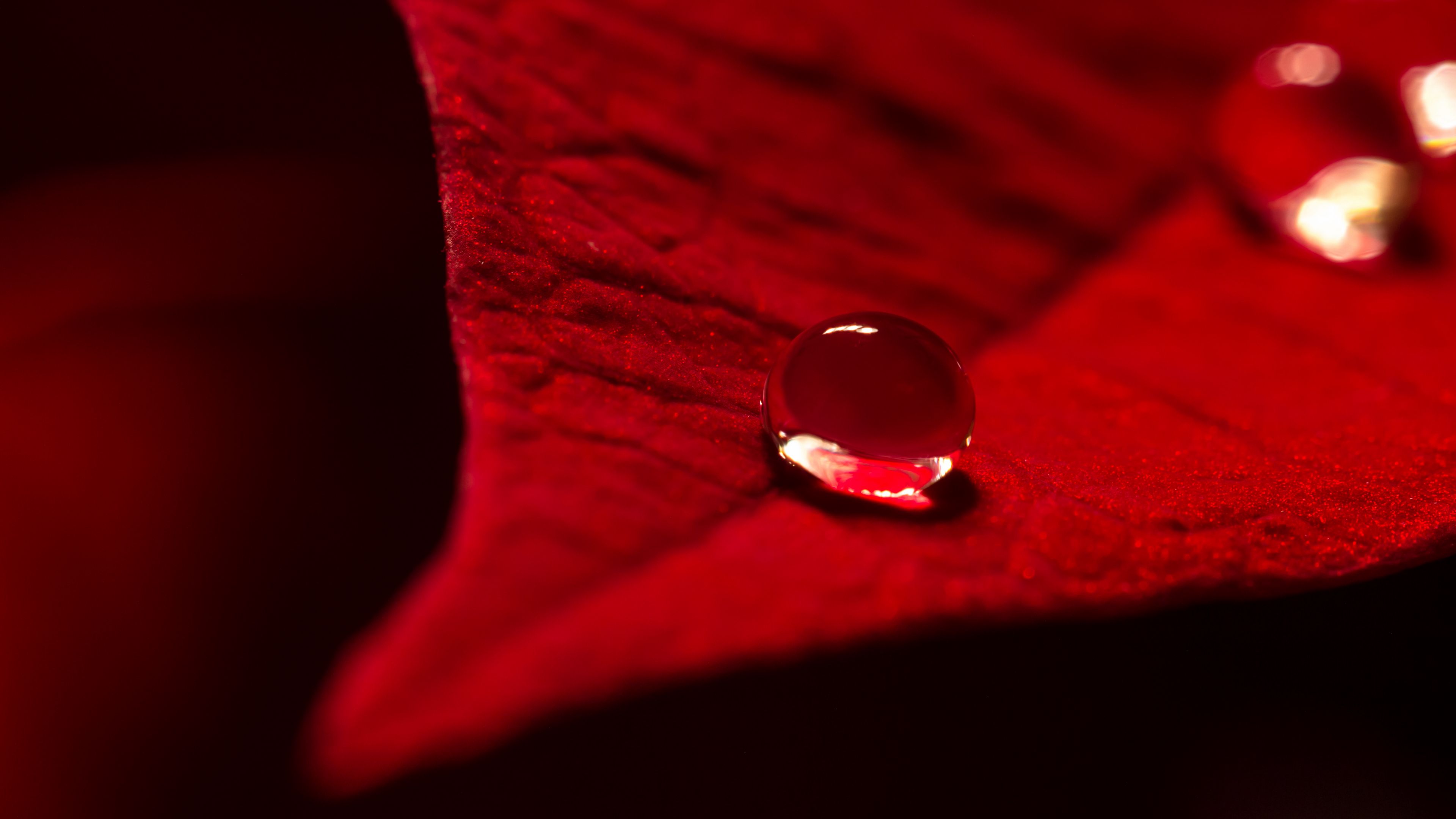 weihnachten, weihnachtsstern, canon