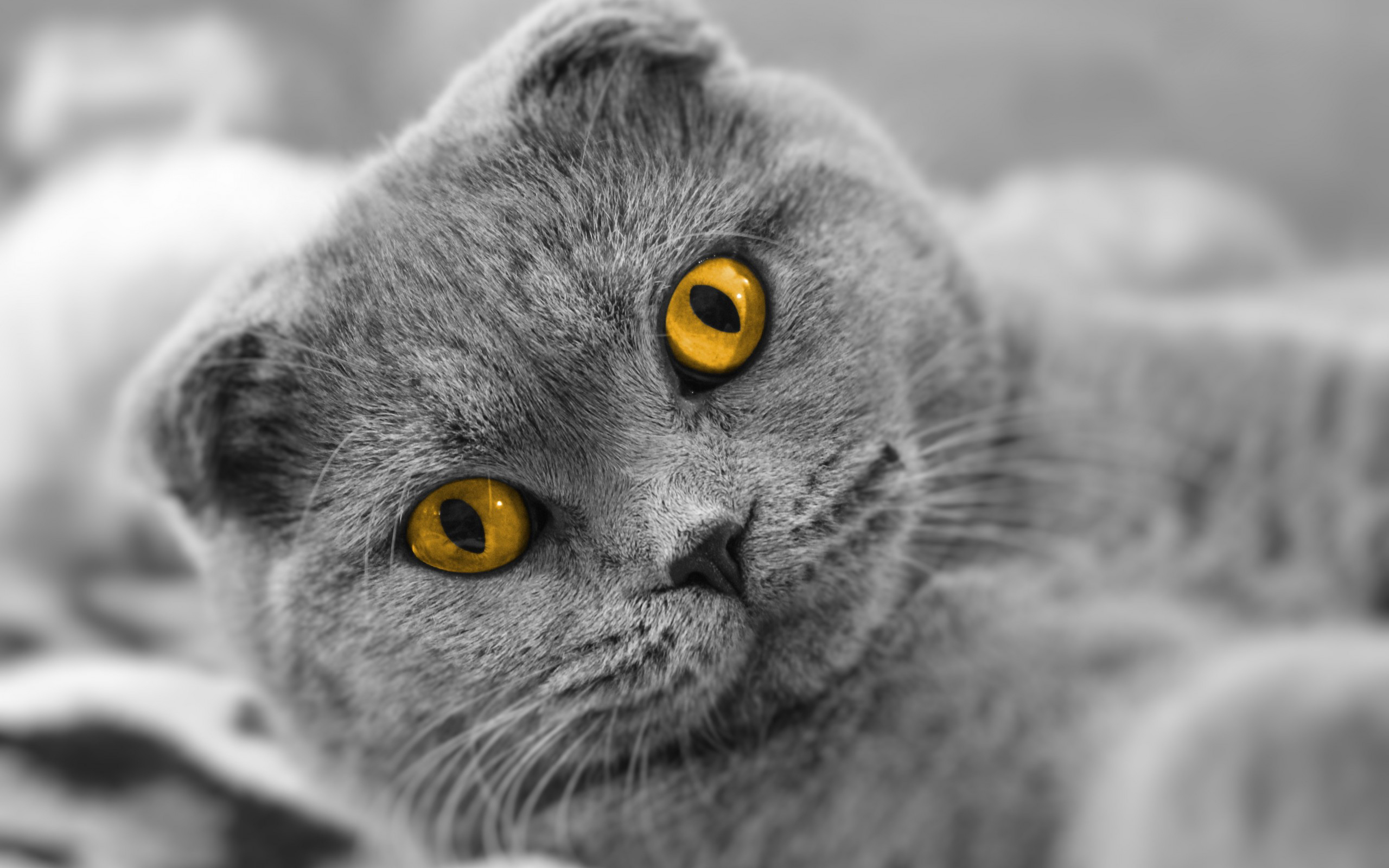британский кот глаза без смс