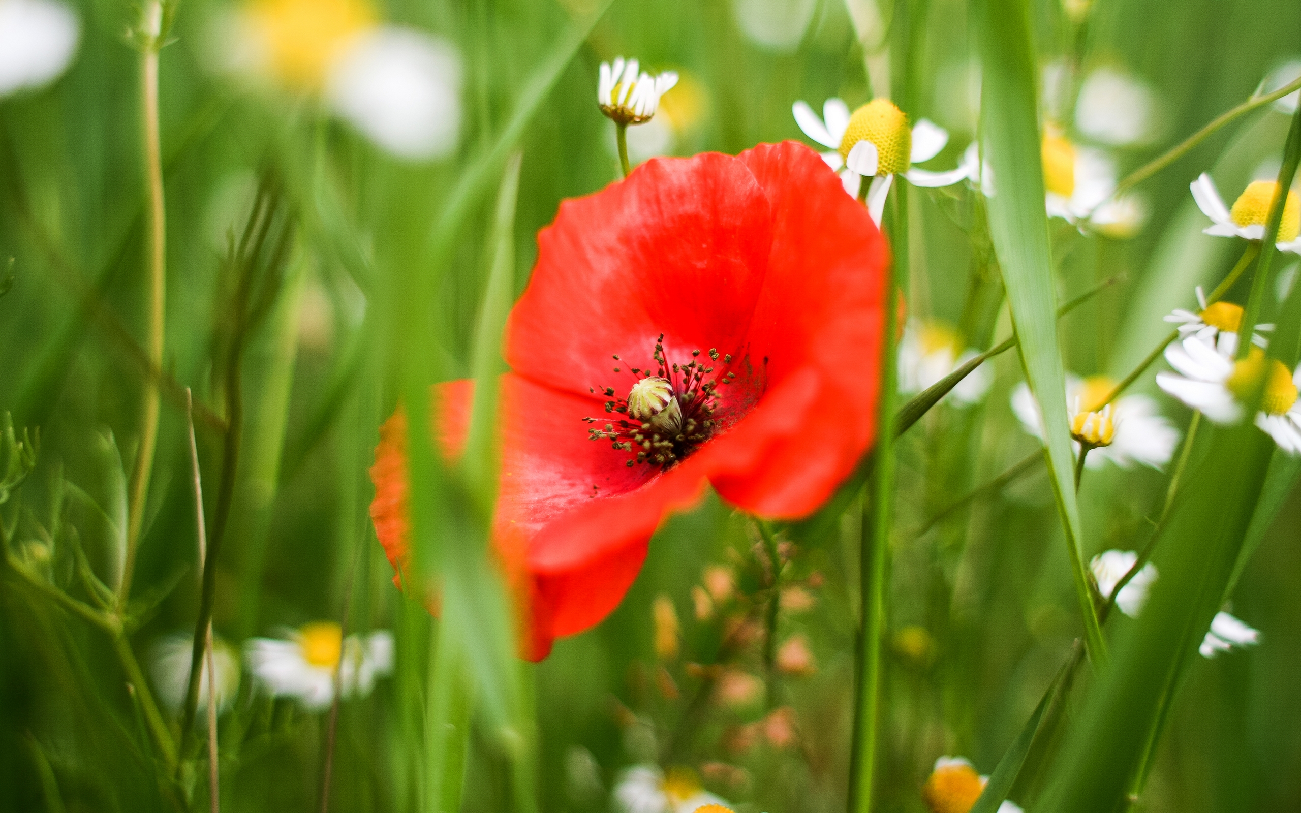 боже, живой