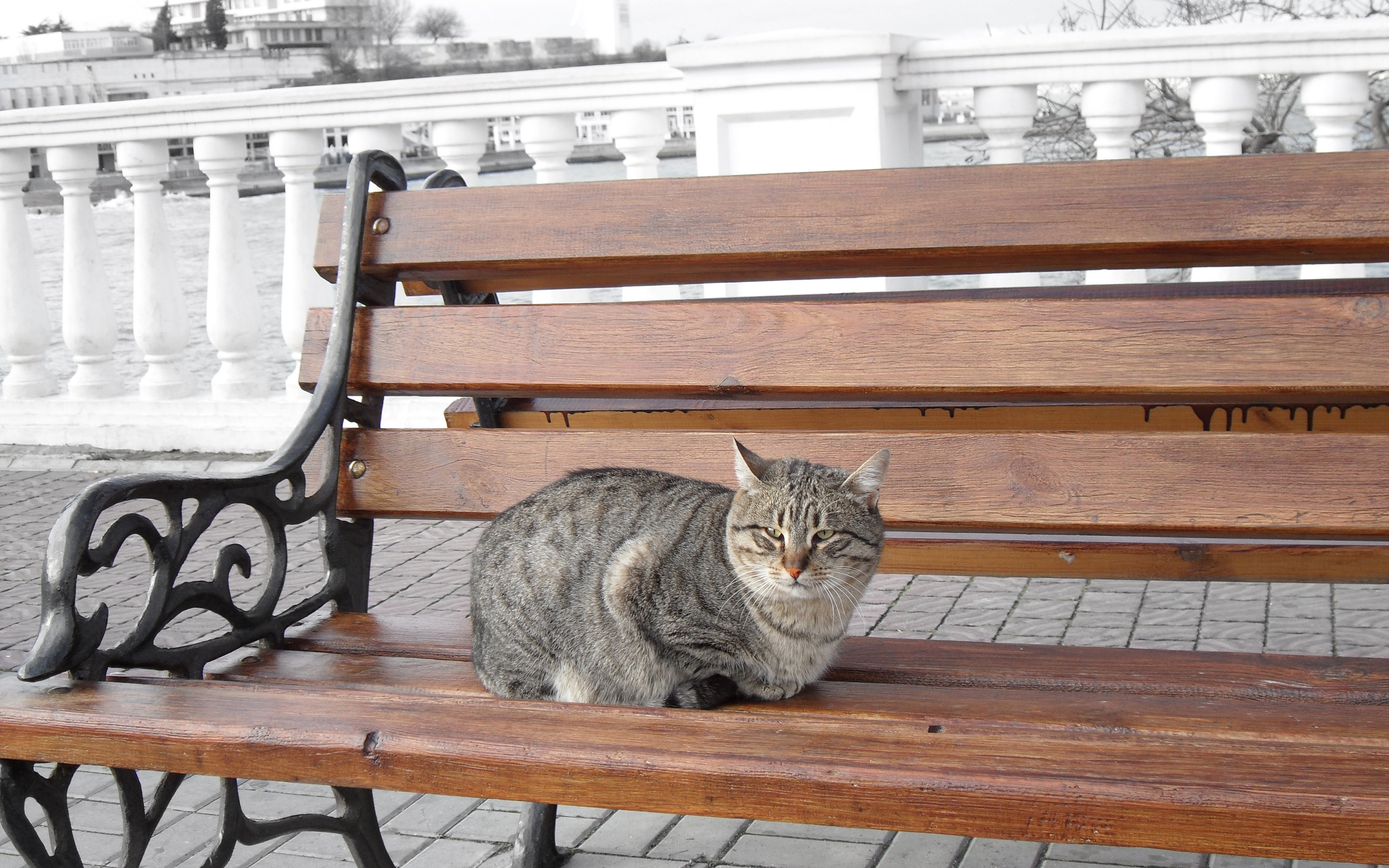 кот, скамейка, сядь