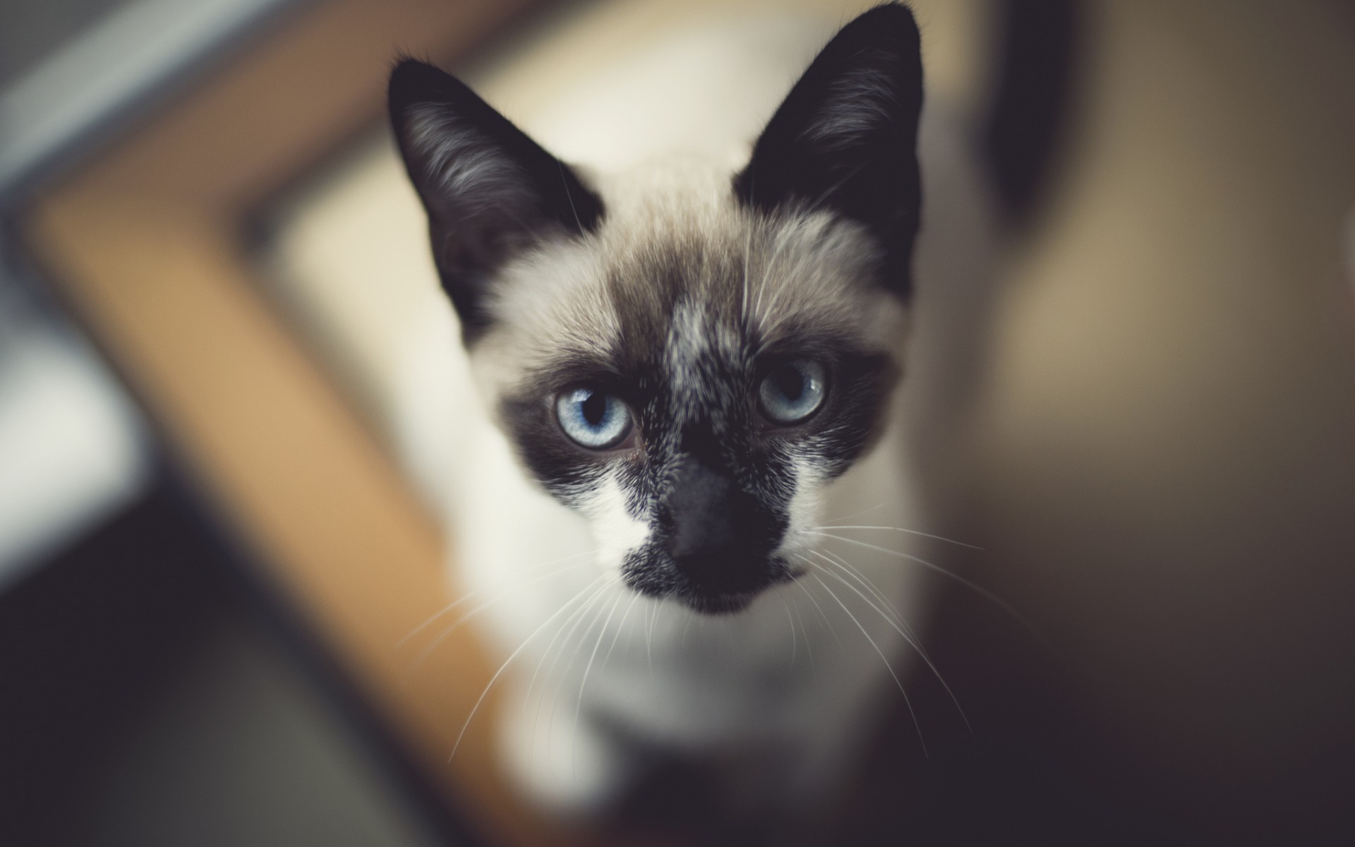 кошки