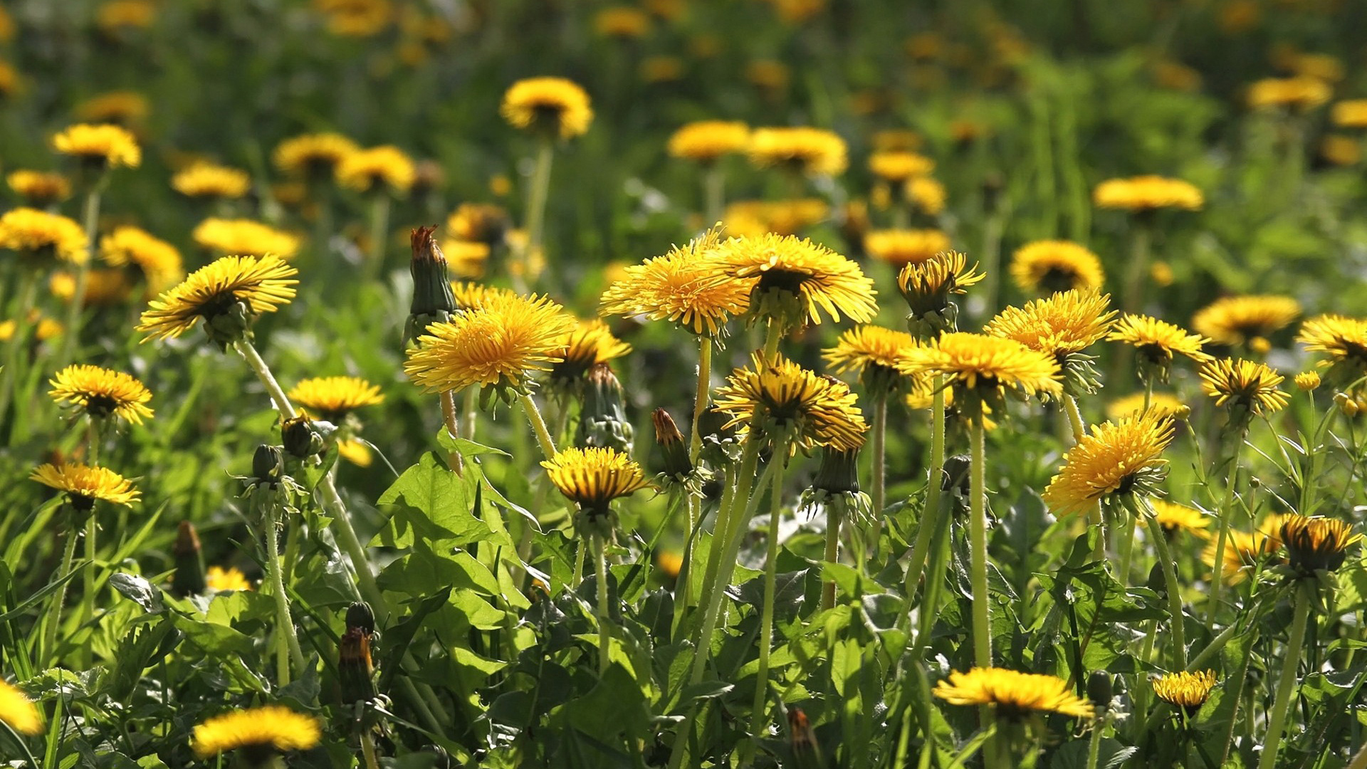 поле, весна, одуванчик