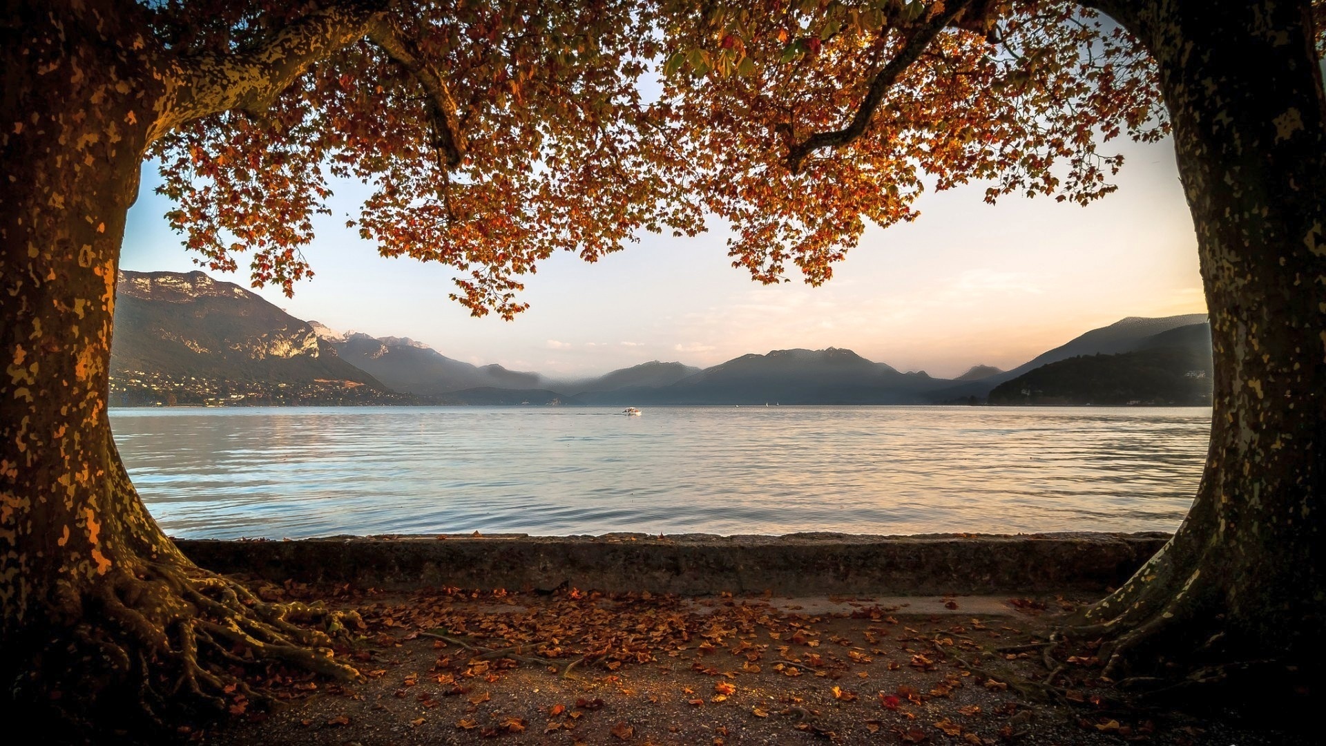 осень, дерево, между