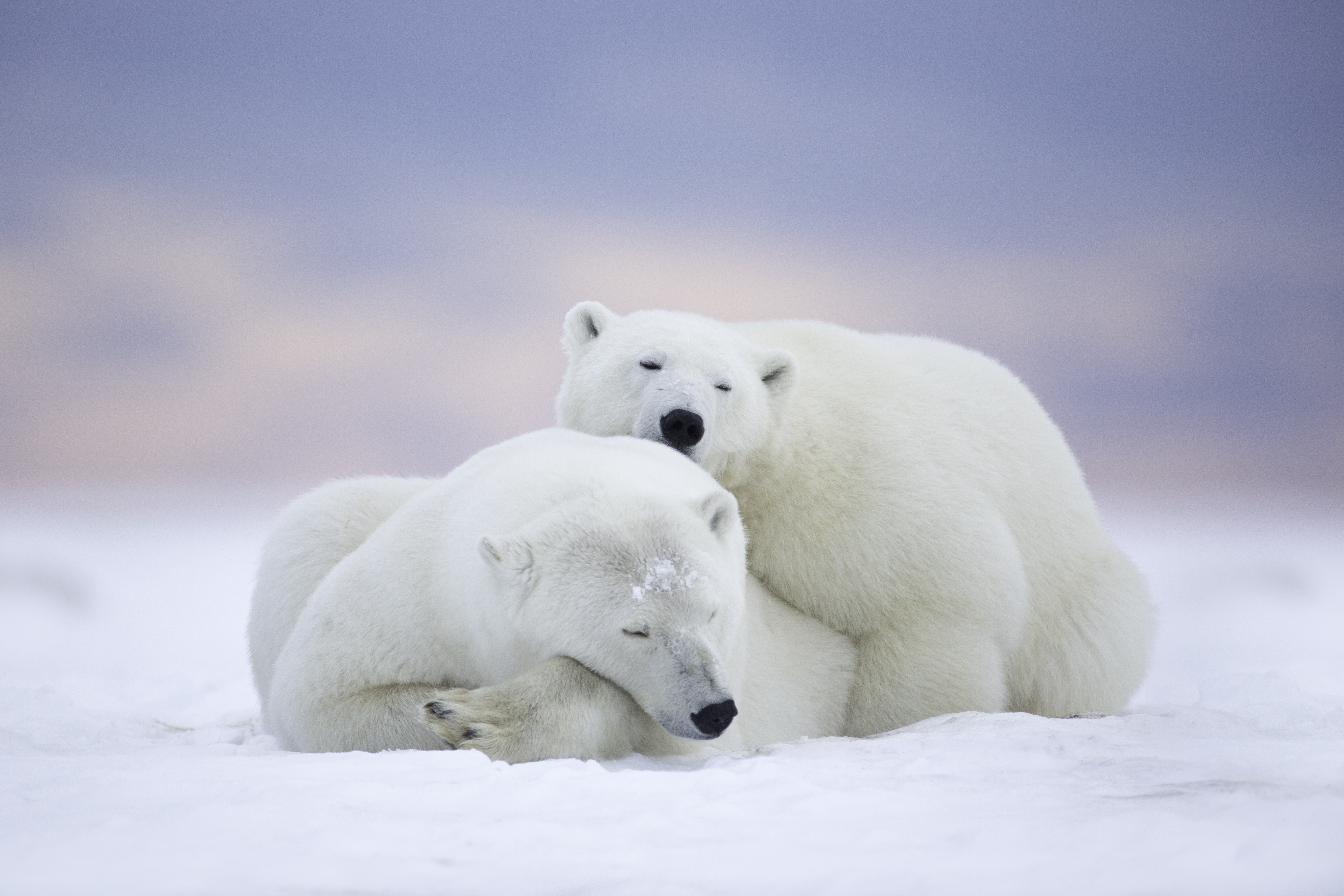 природа животные белые медведи снег лес без смс