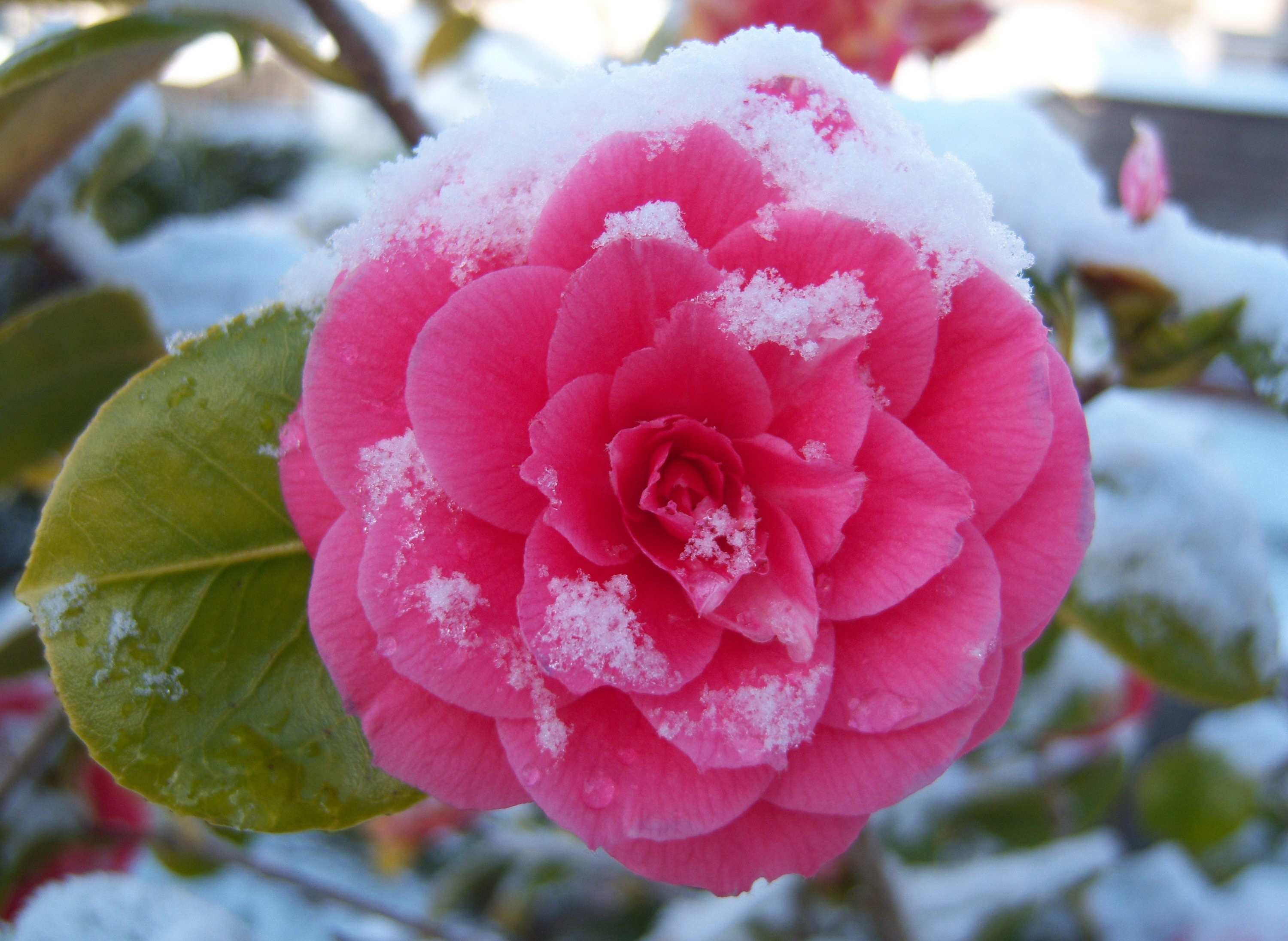 живые, живые i