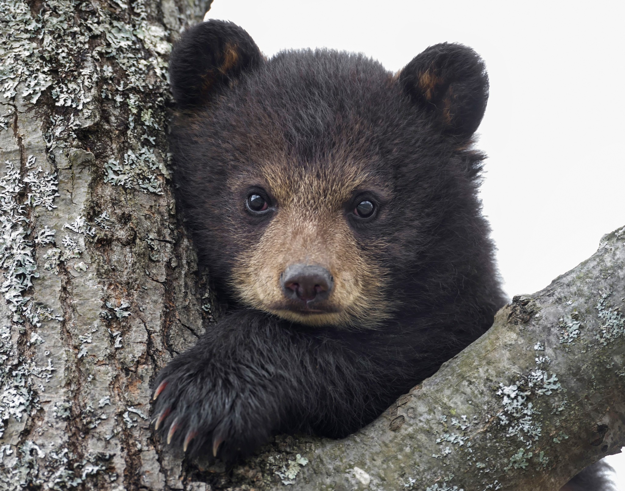 Уши медведя фото
