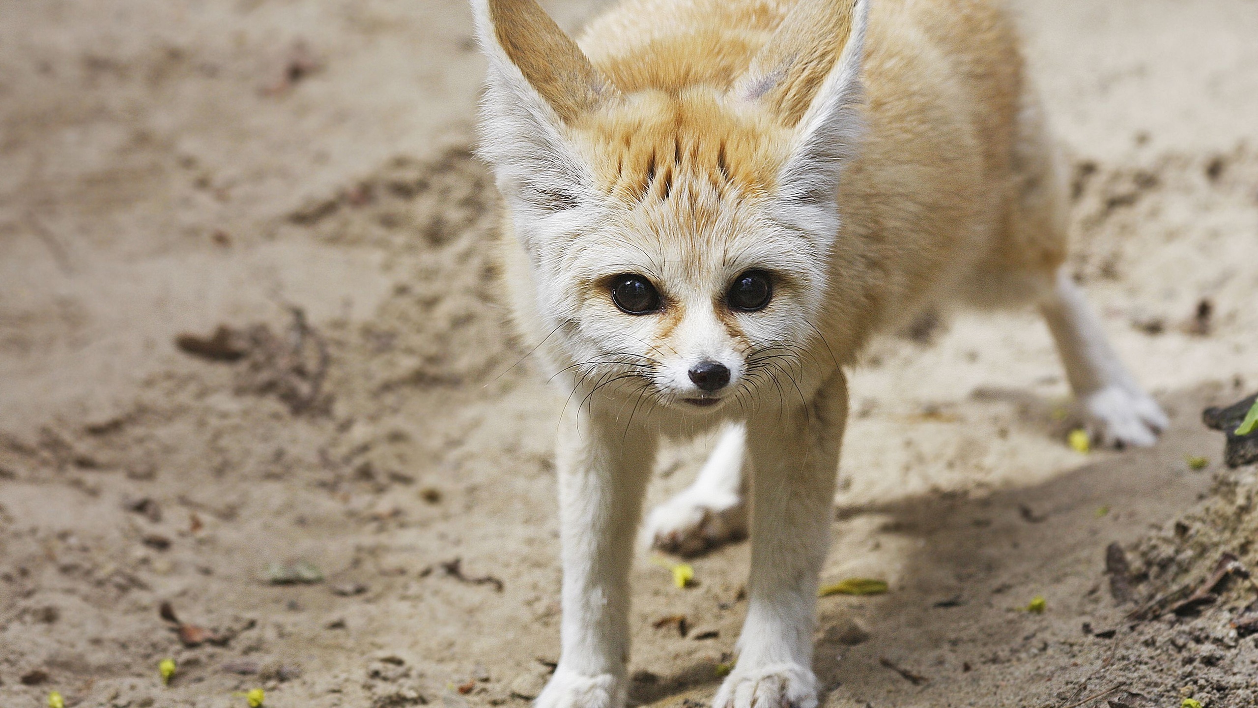 fennec, исполнитель, ок