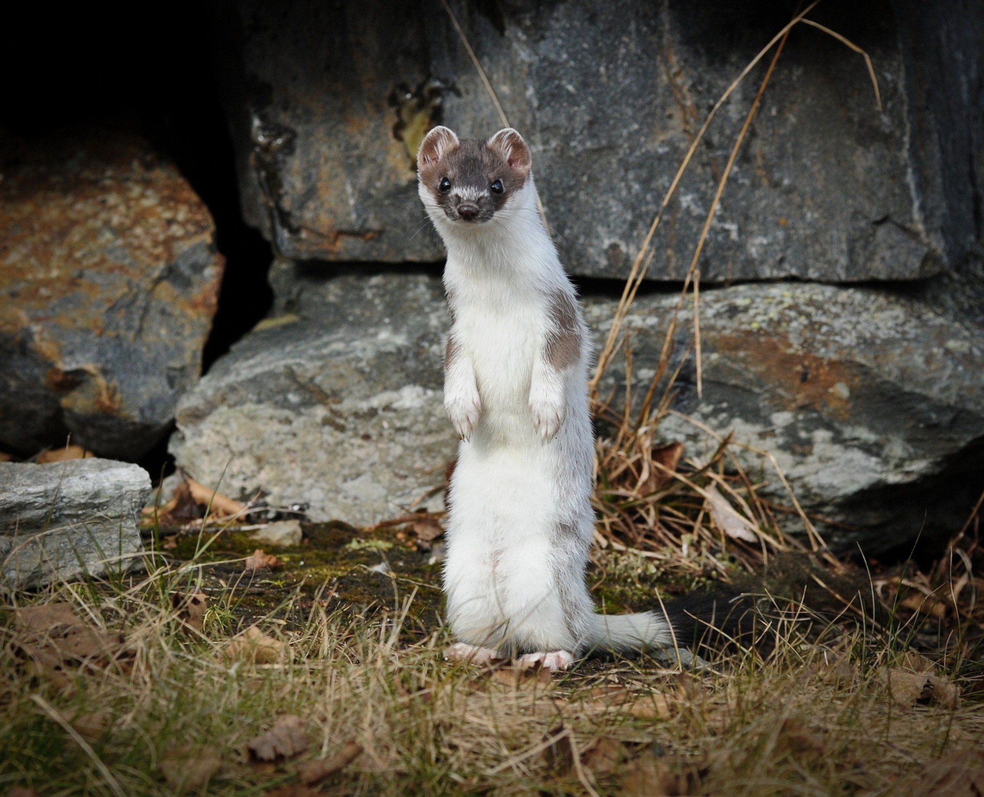 ermine, animal, stoat