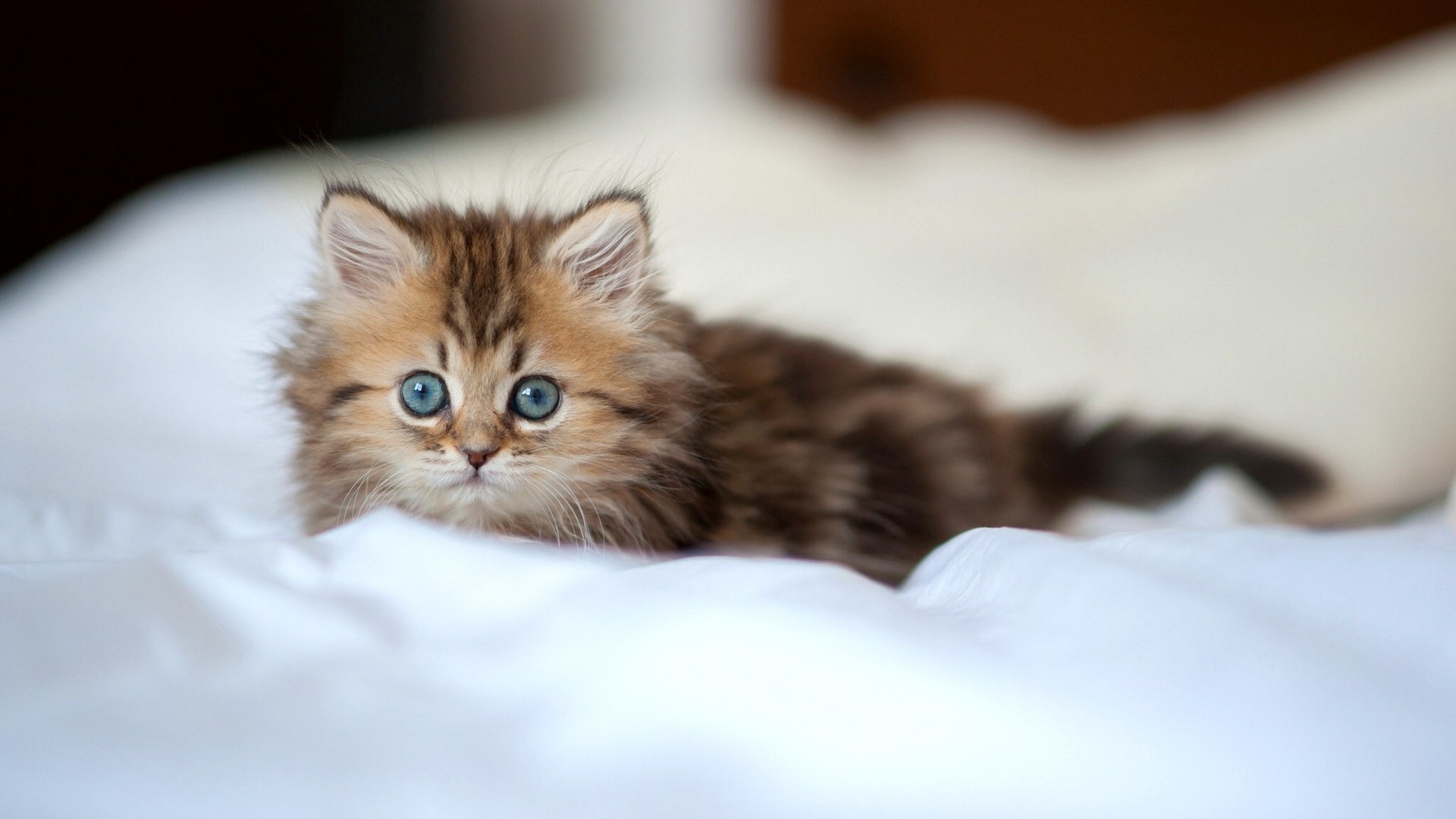 конфеты, котенок, милая