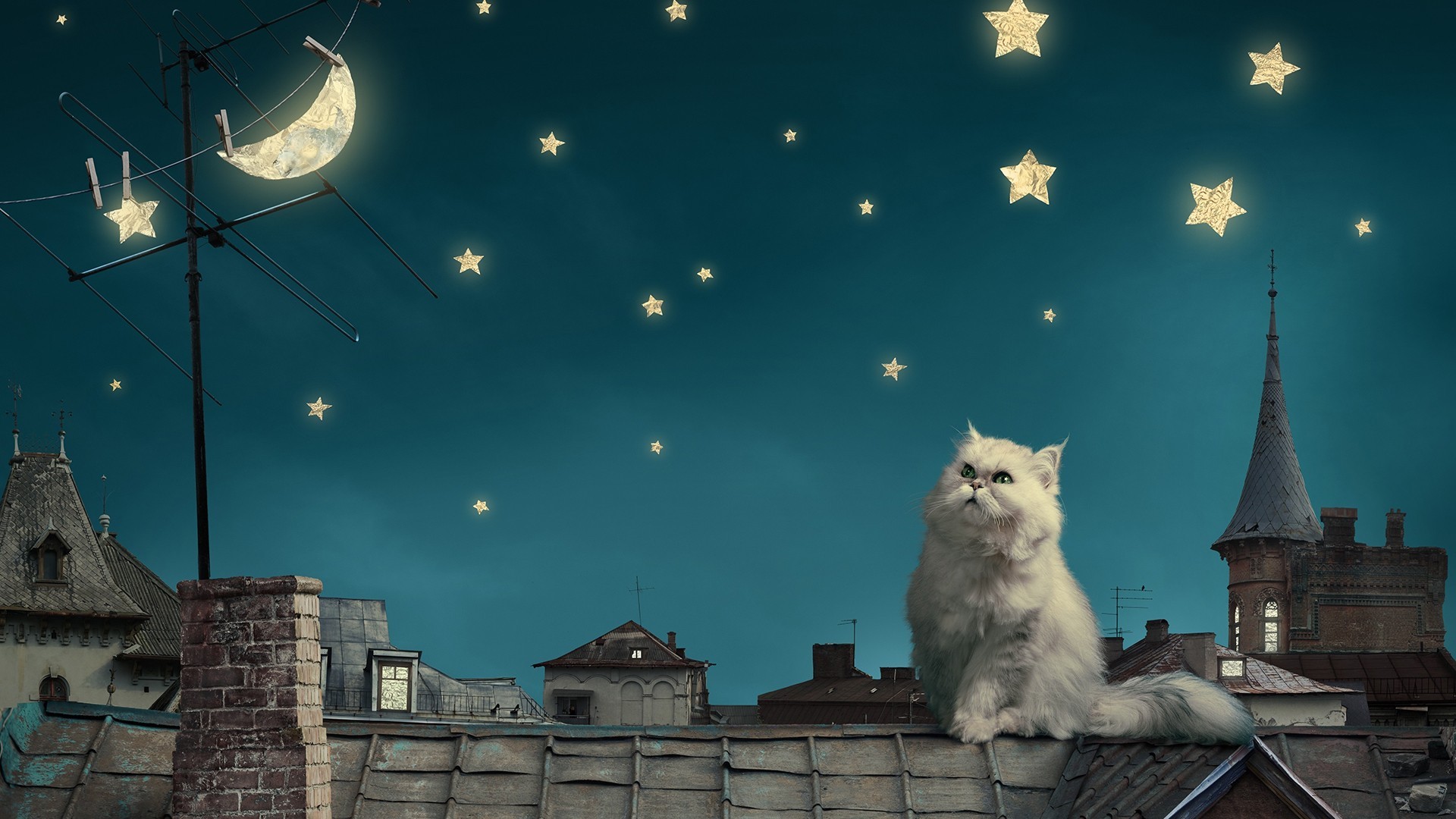 кот, звезда, луна